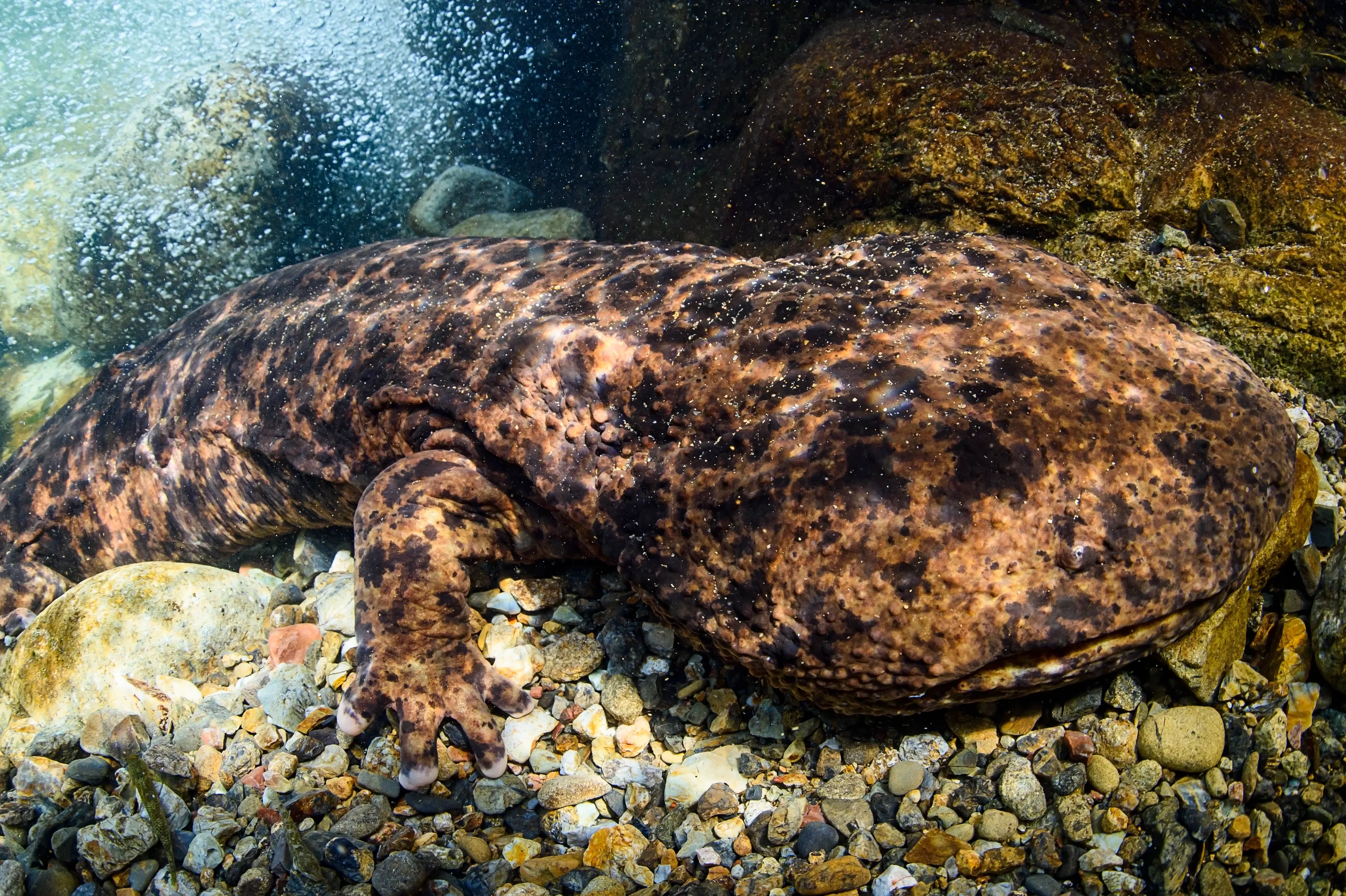 A Chinese giant salamander lies flat on a pebble riverbed underwater, its wide, wrinkled head filling the foreground. Mottled tan, rusty-brown, and black skin blends with the smooth grey stones, and tiny air bubbles drift in the clear water.