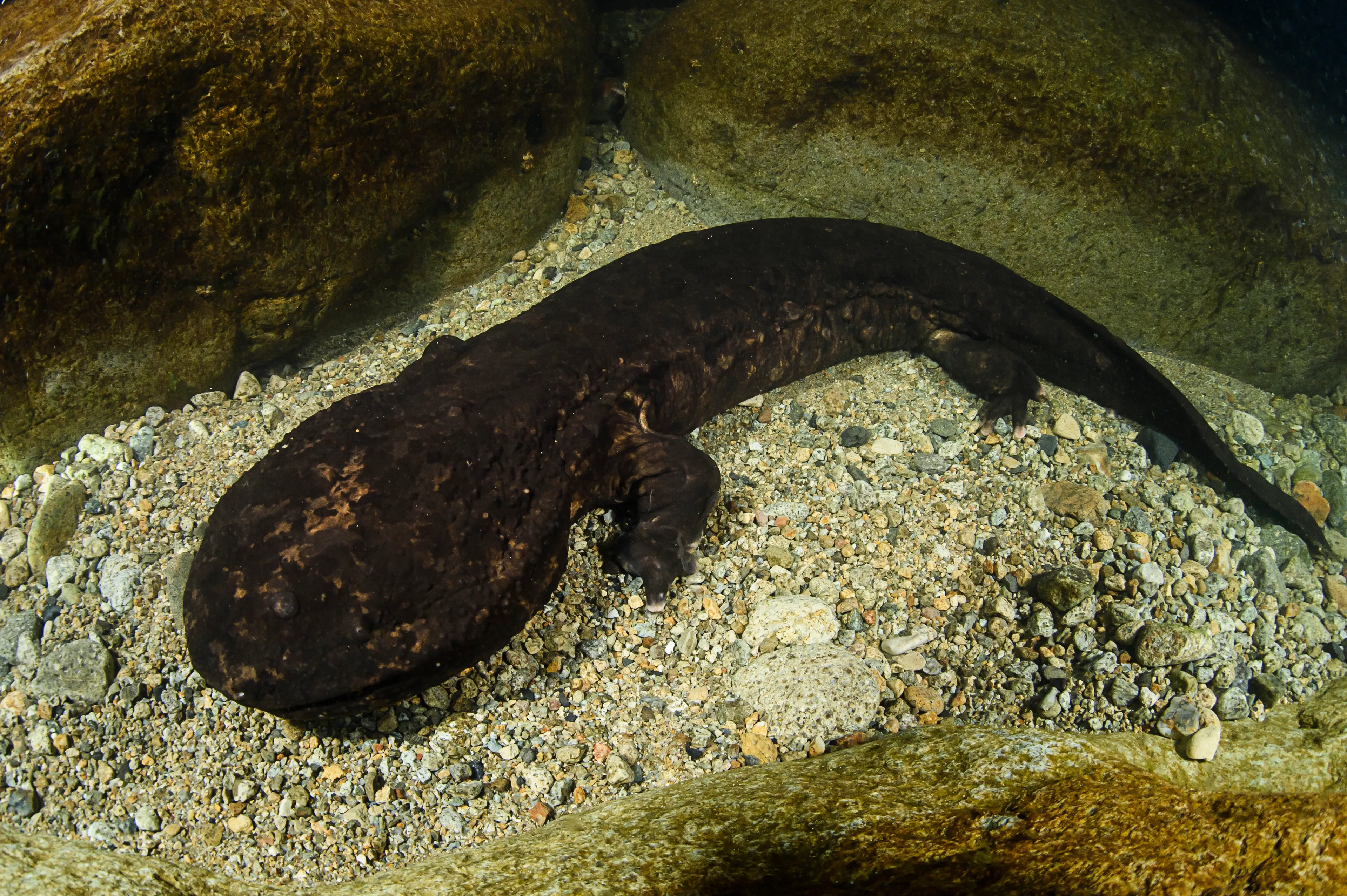 A Chinese giant salamander rests on small tan and grey pebbles between large, smooth river stones. Its long, thick body is dark brown and bumpy, with a wide flat head and a powerful tail.