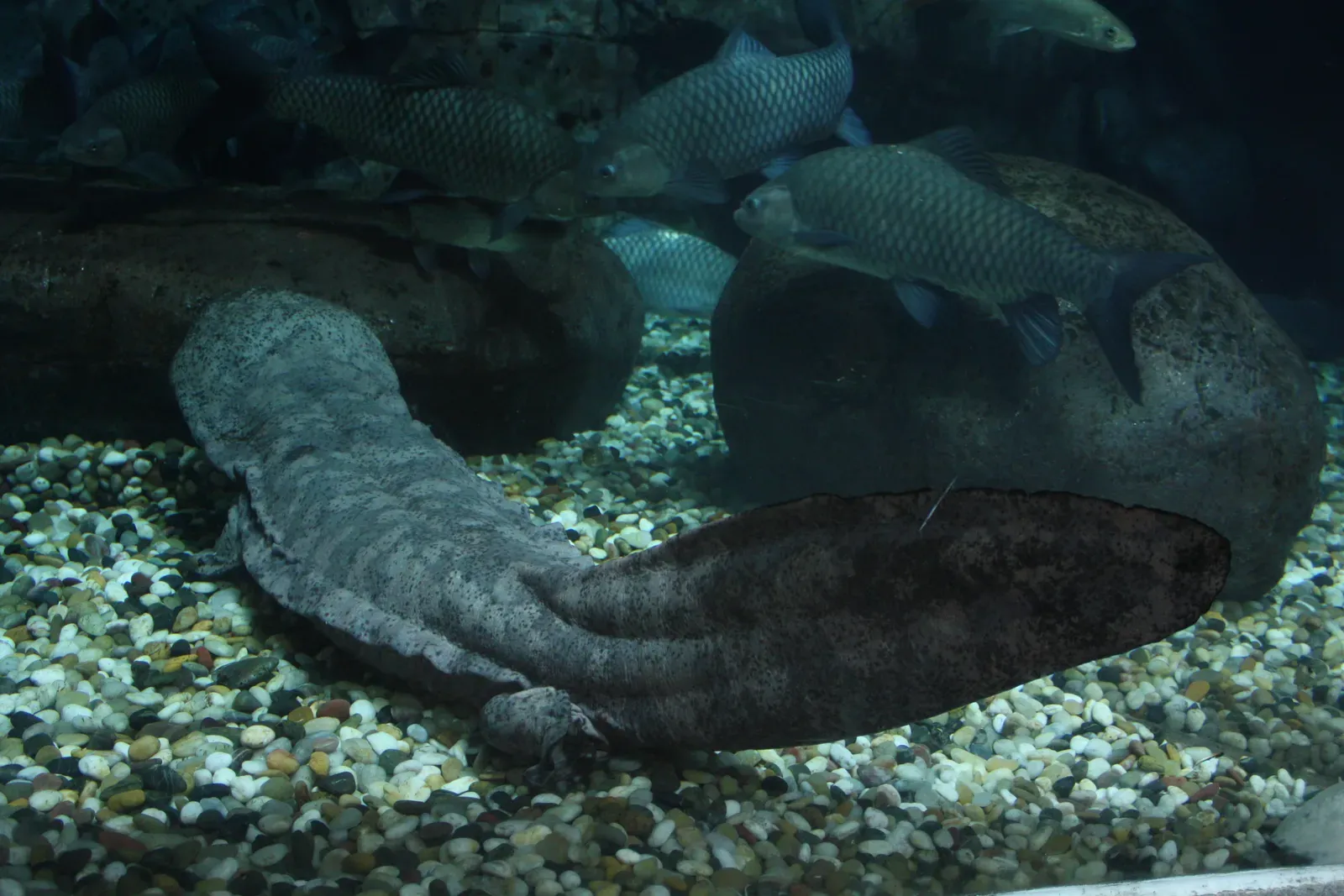 A huge dark, wrinkly Chinese giant salamander resting on pale gravel at the bottom of a stream tank, with fish swimming above.