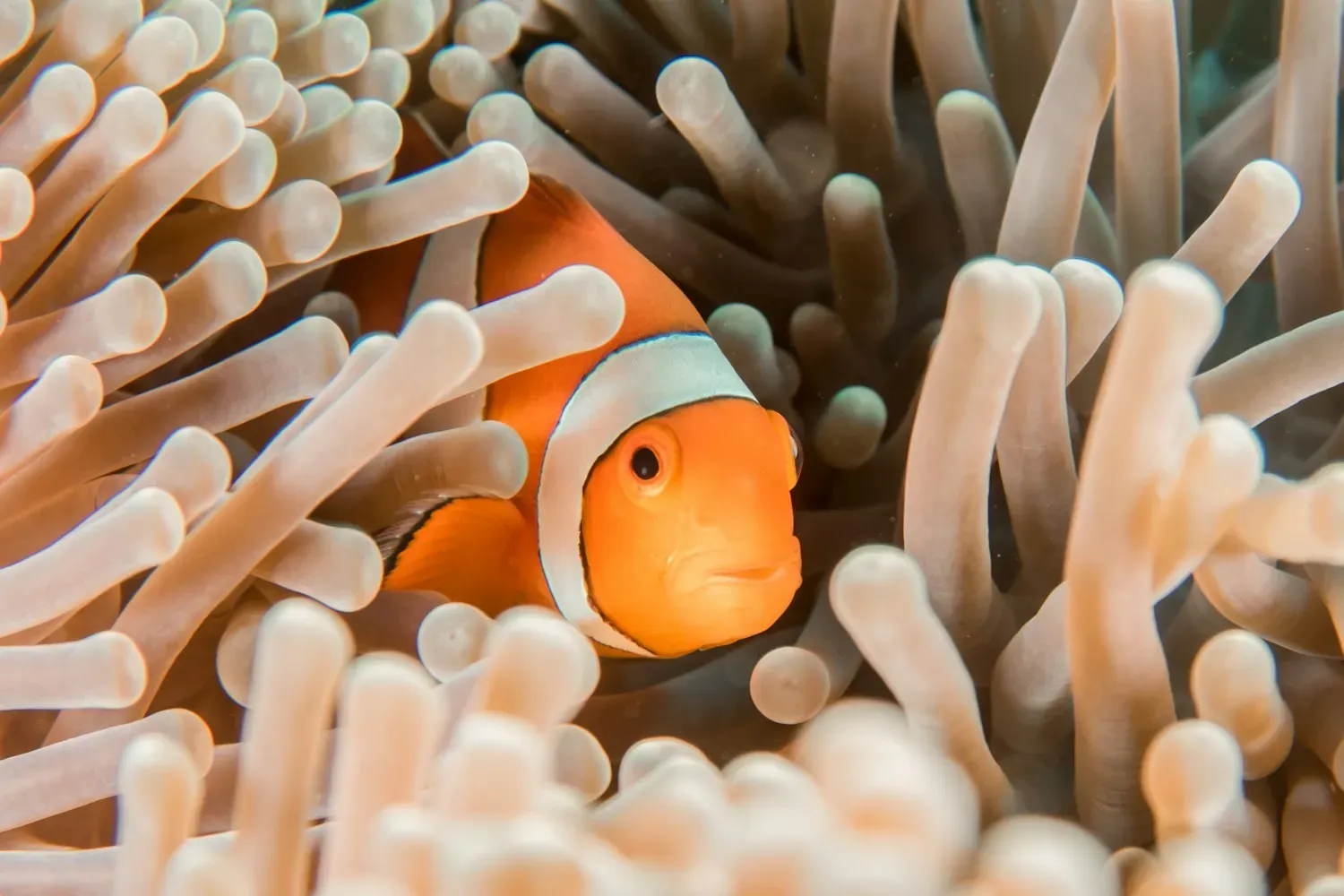 An orange clownfish with white bands edged in black peeking out from the pale tentacles of a sea anemone.