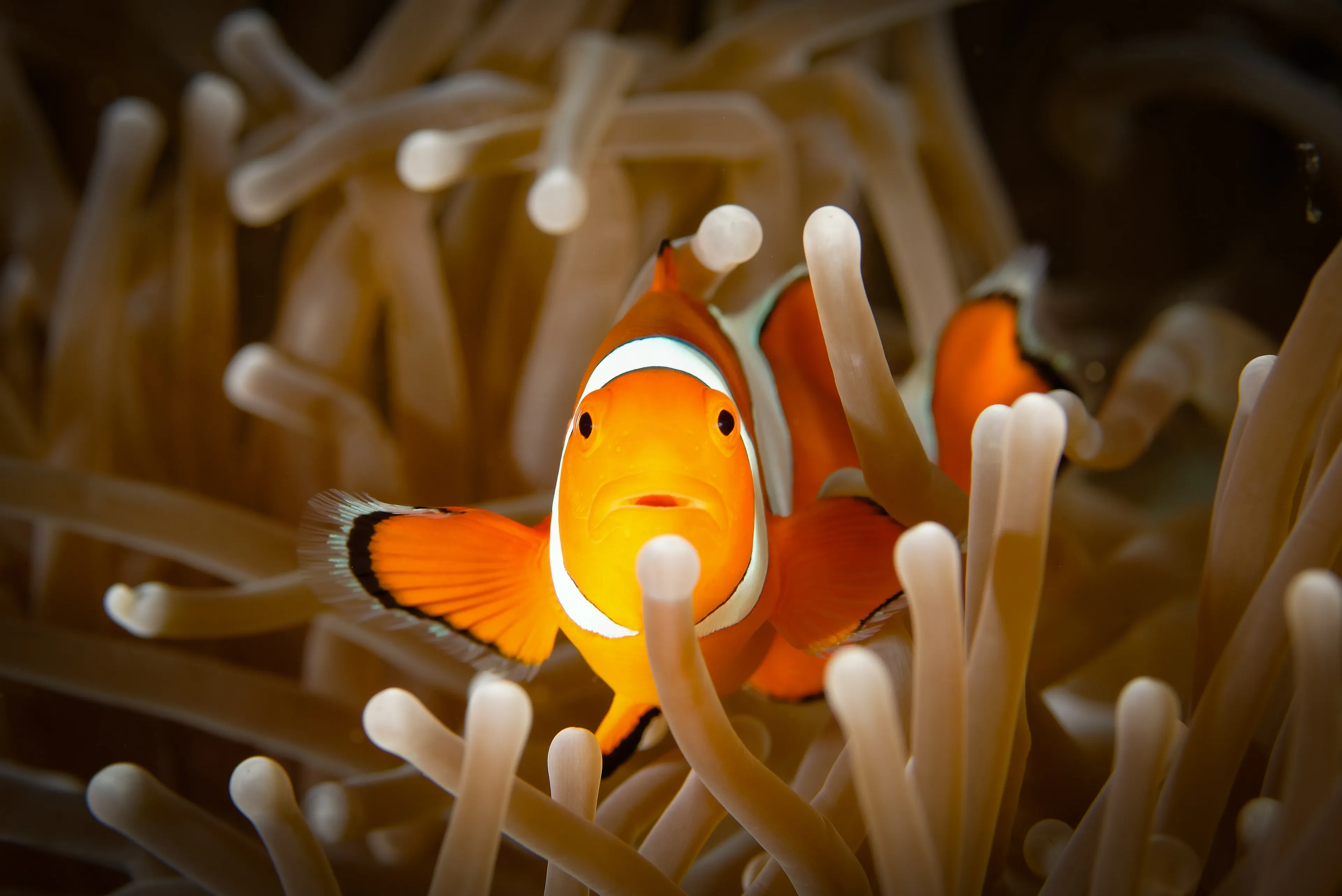 Close-up of an orange clownfish facing the camera among pale beige sea anemone tentacles.