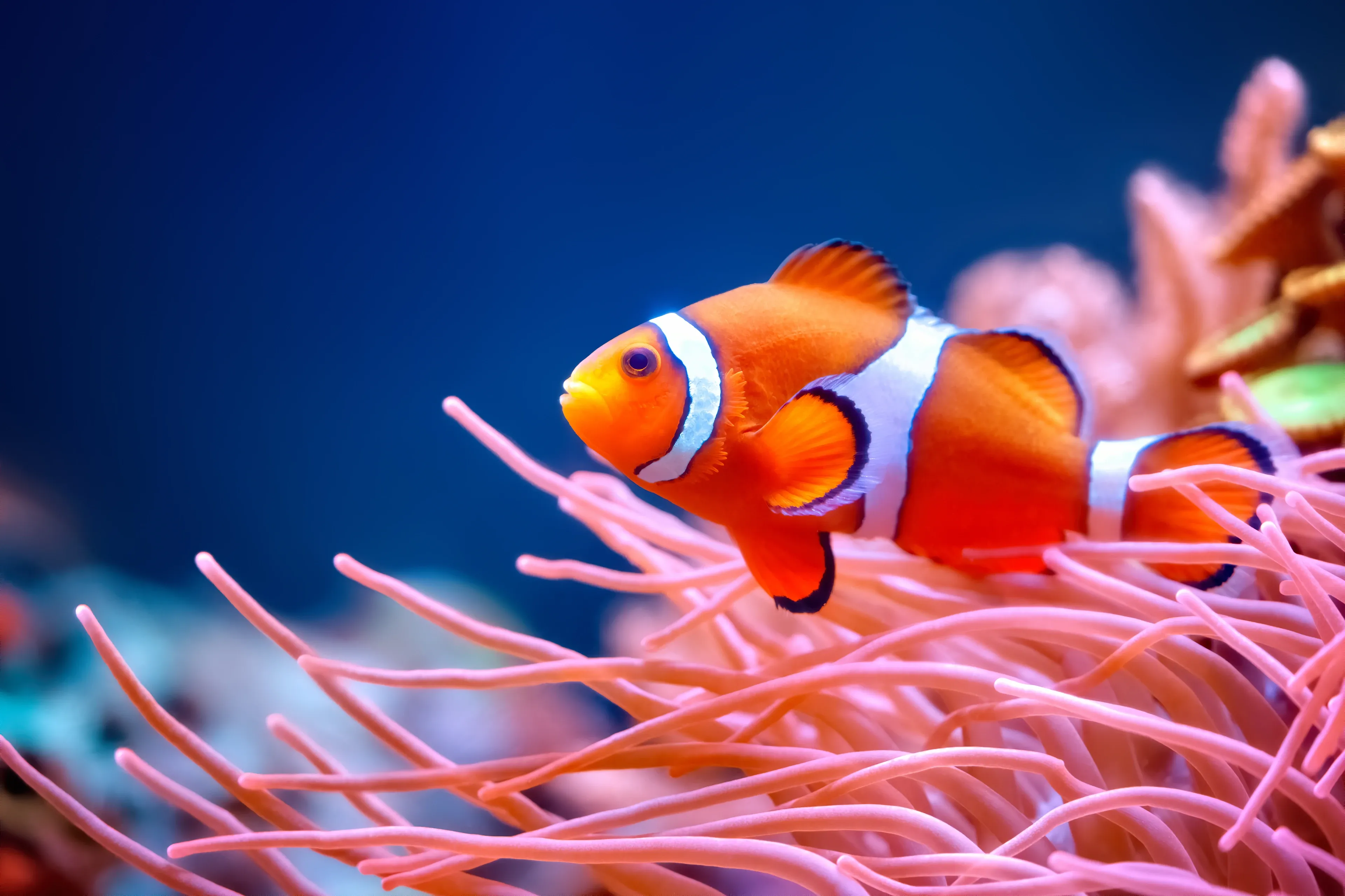 An orange-and-white ocellaris clownfish swimming among the tentacles of a magnificent sea anemone on a reef.