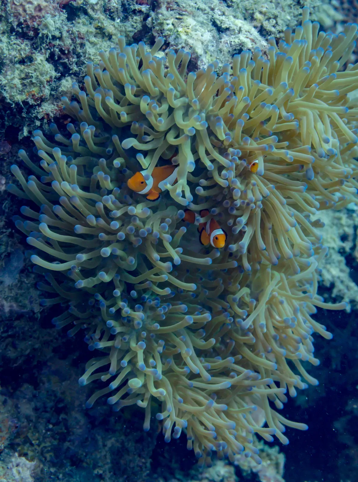 An orange-and-white ocellaris clownfish swimming among the tentacles of a magnificent sea anemone on a reef.