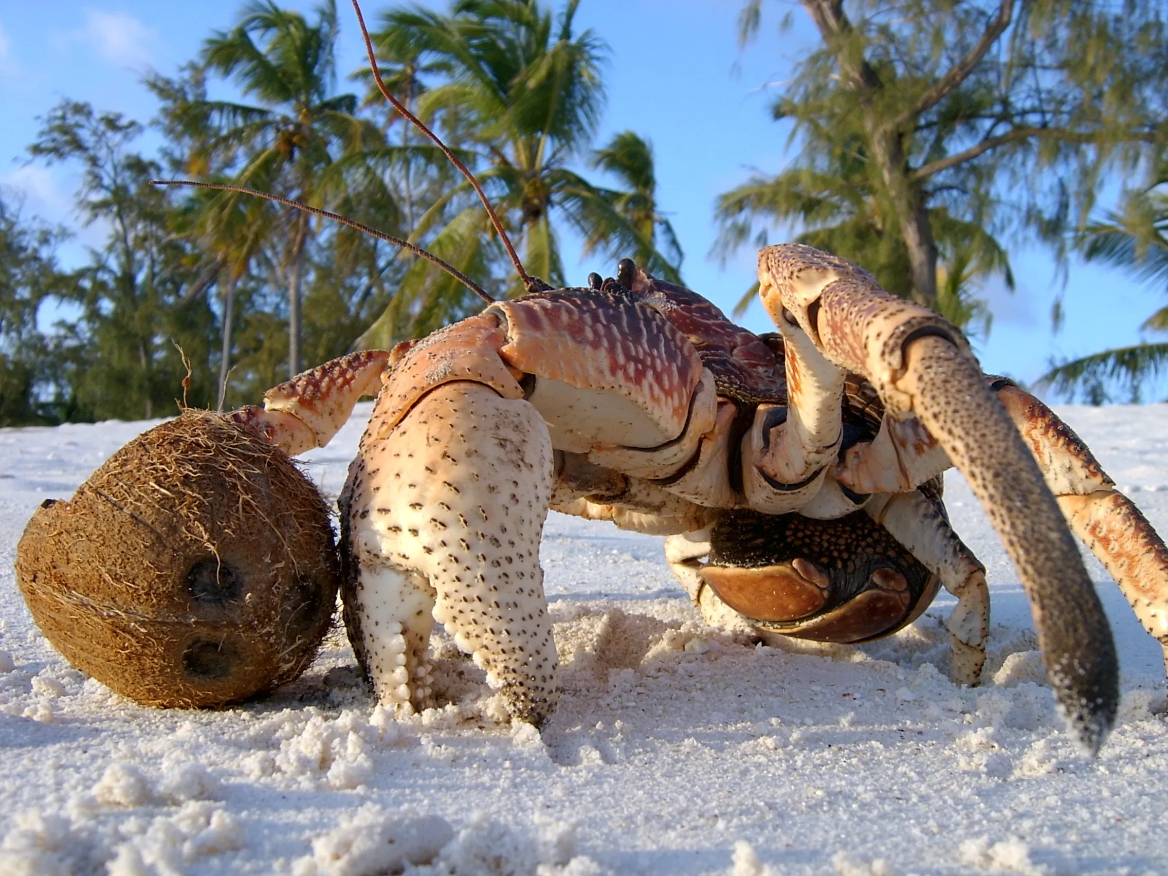 A large coconut crab stands on a white sandy beach beside a brown, hairy coconut. Its thick legs and pincers are tan with reddish-brown spots, and green palm trees rise under a clear blue sky.