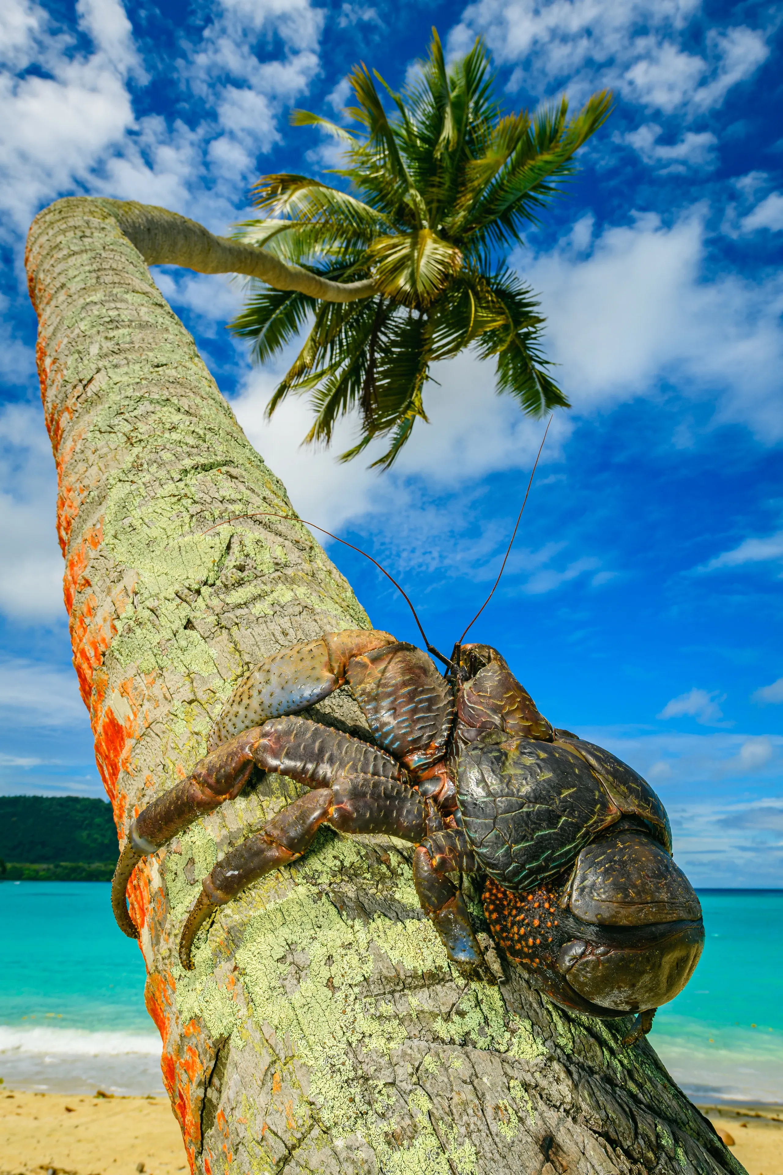 A coconut crab with a bumpy dark-brown shell climbs the trunk of a leaning palm tree. Its thick legs grip the bark above a tropical beach with turquoise water and a bright blue sky.