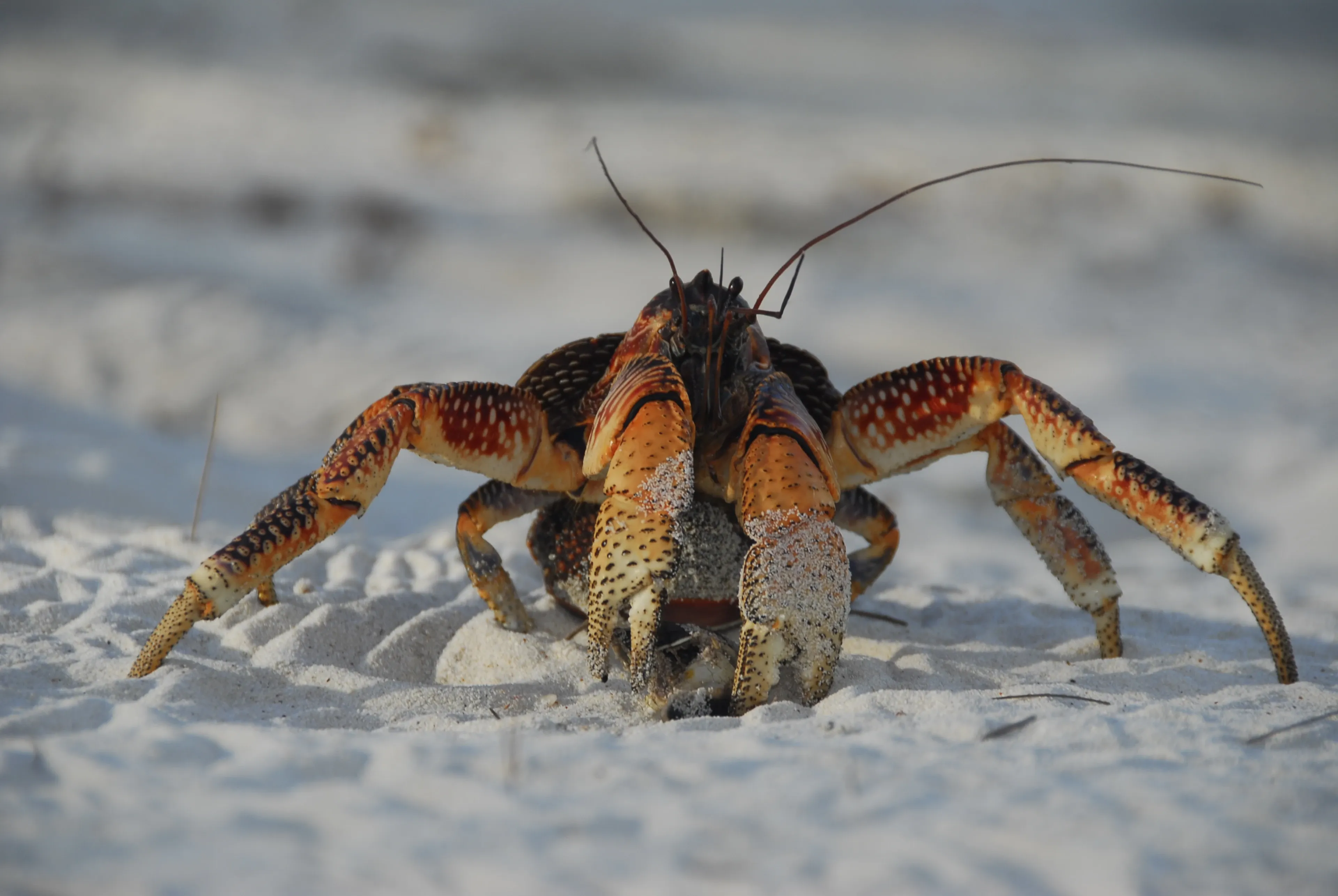 A coconut crab hunches on a sandy beach with its thick, powerful legs spread wide. Its shell is bright orange and dark brown, covered in tiny white bumps, and two long antennae point upward.