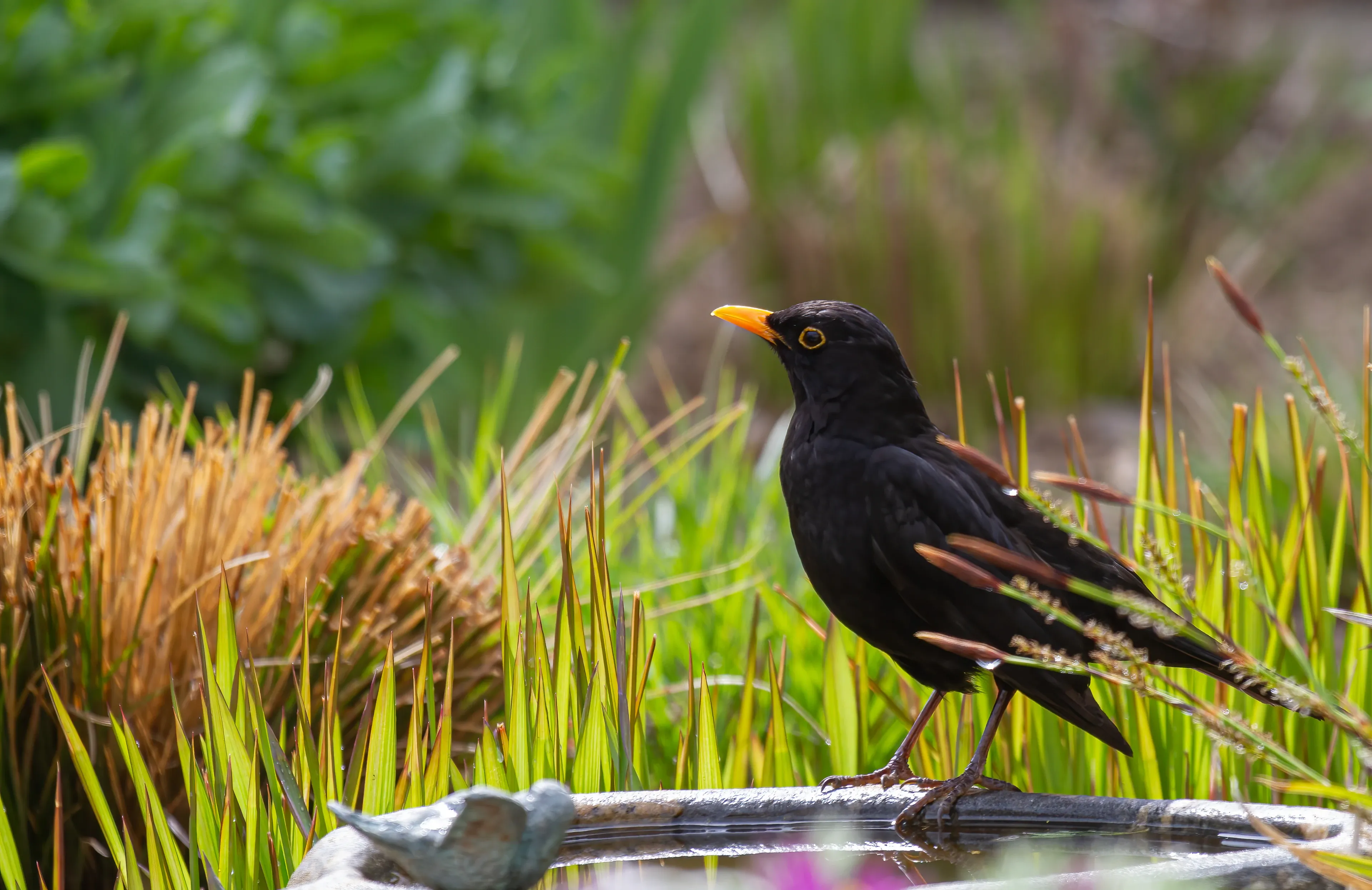 A male common blackbird stands alert on the stone rim of a garden birdbath. It has smooth black feathers, a bright yellow-orange beak, and a thin yellow ring around its eye.