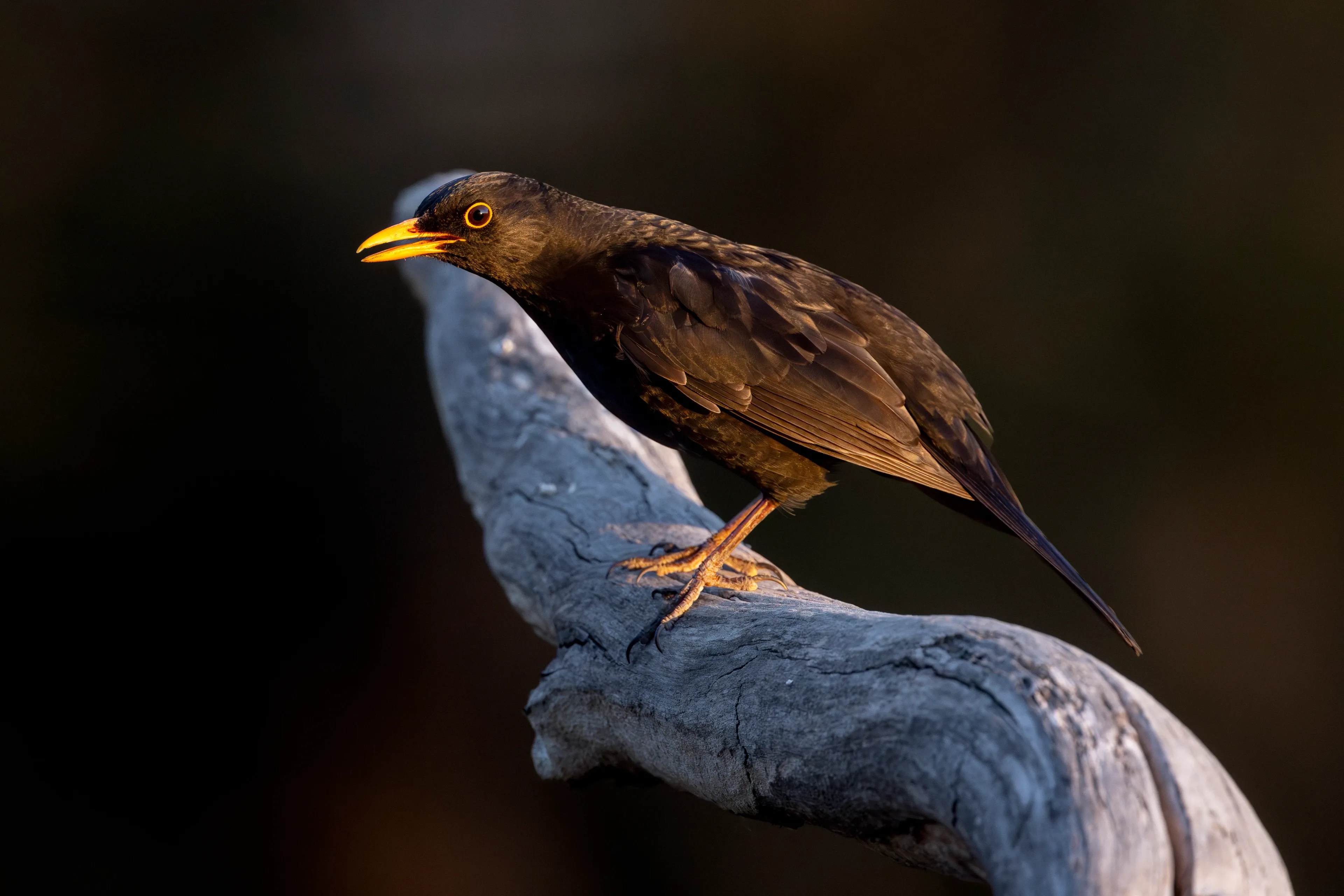 A common blackbird perches on a thick, weathered grey branch against a dark background. Its feathers are dark brown and black, and its bright yellow-orange beak is slightly open beside a yellow eye-ring.