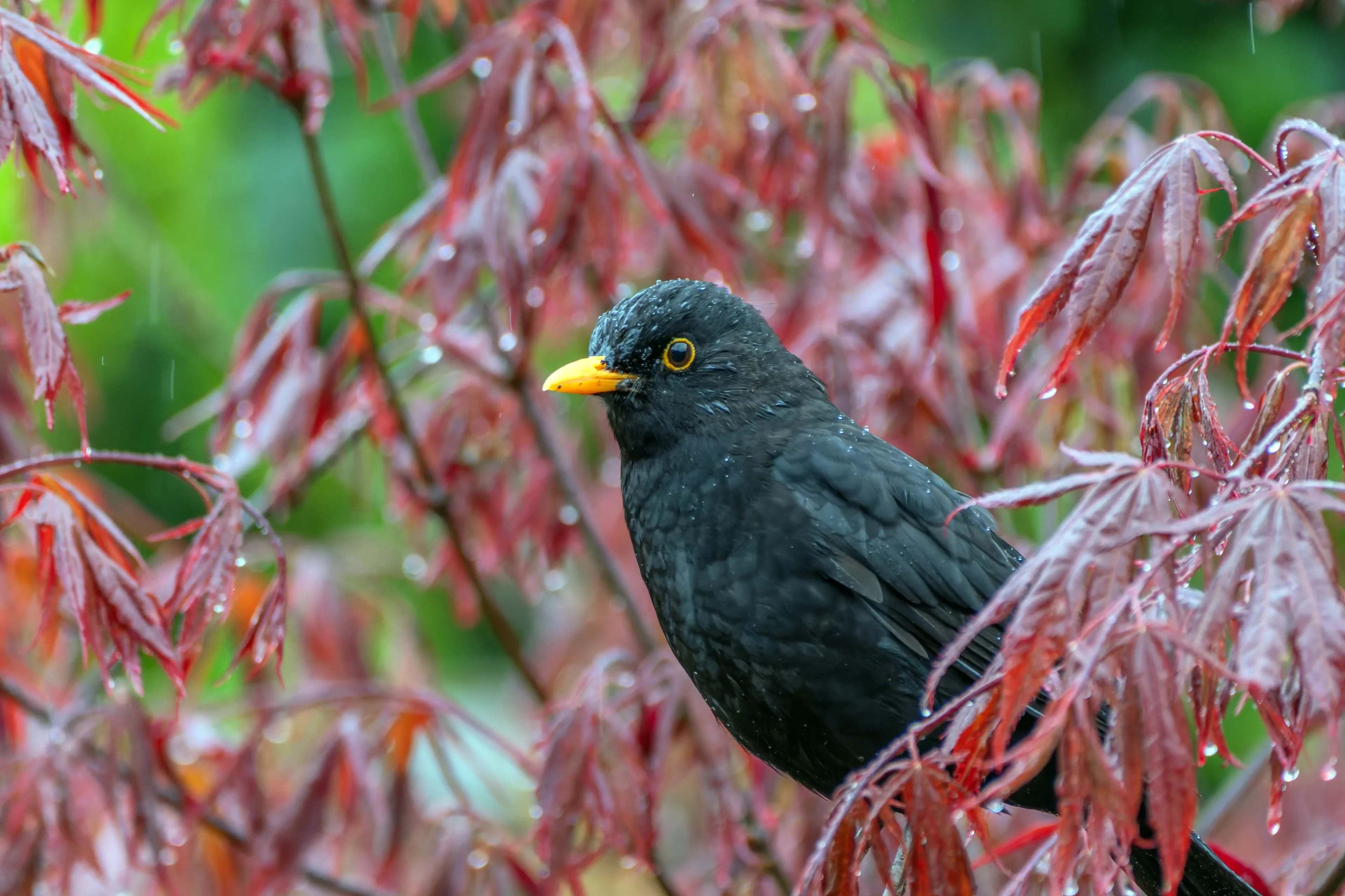 A common blackbird with jet-black feathers perches among red maple leaves dotted with raindrops. It has a bright yellow-orange beak and a thin yellow ring around its eye.