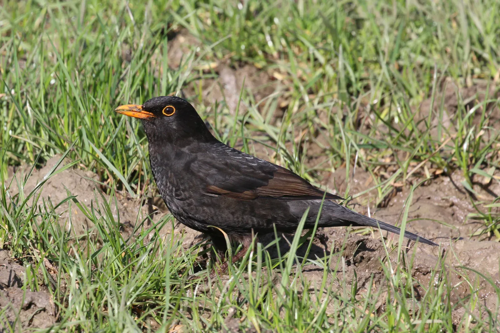 A glossy black male common blackbird standing on grass, with a bright orange-yellow bill and a yellow ring around its eye.