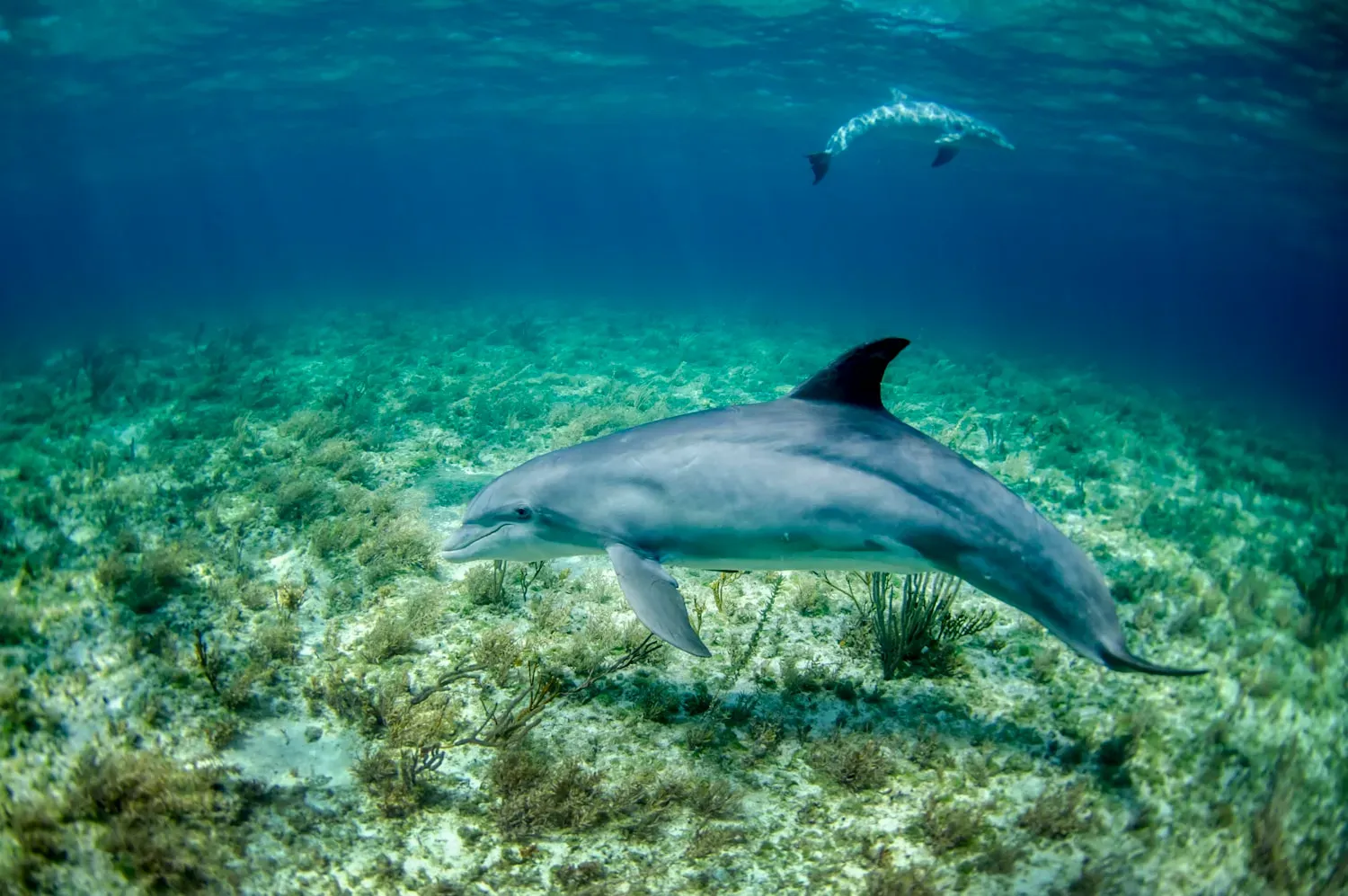 A bottlenose dolphin with a short beak and curved 'smiling' mouth gliding over a pale seagrass seabed.