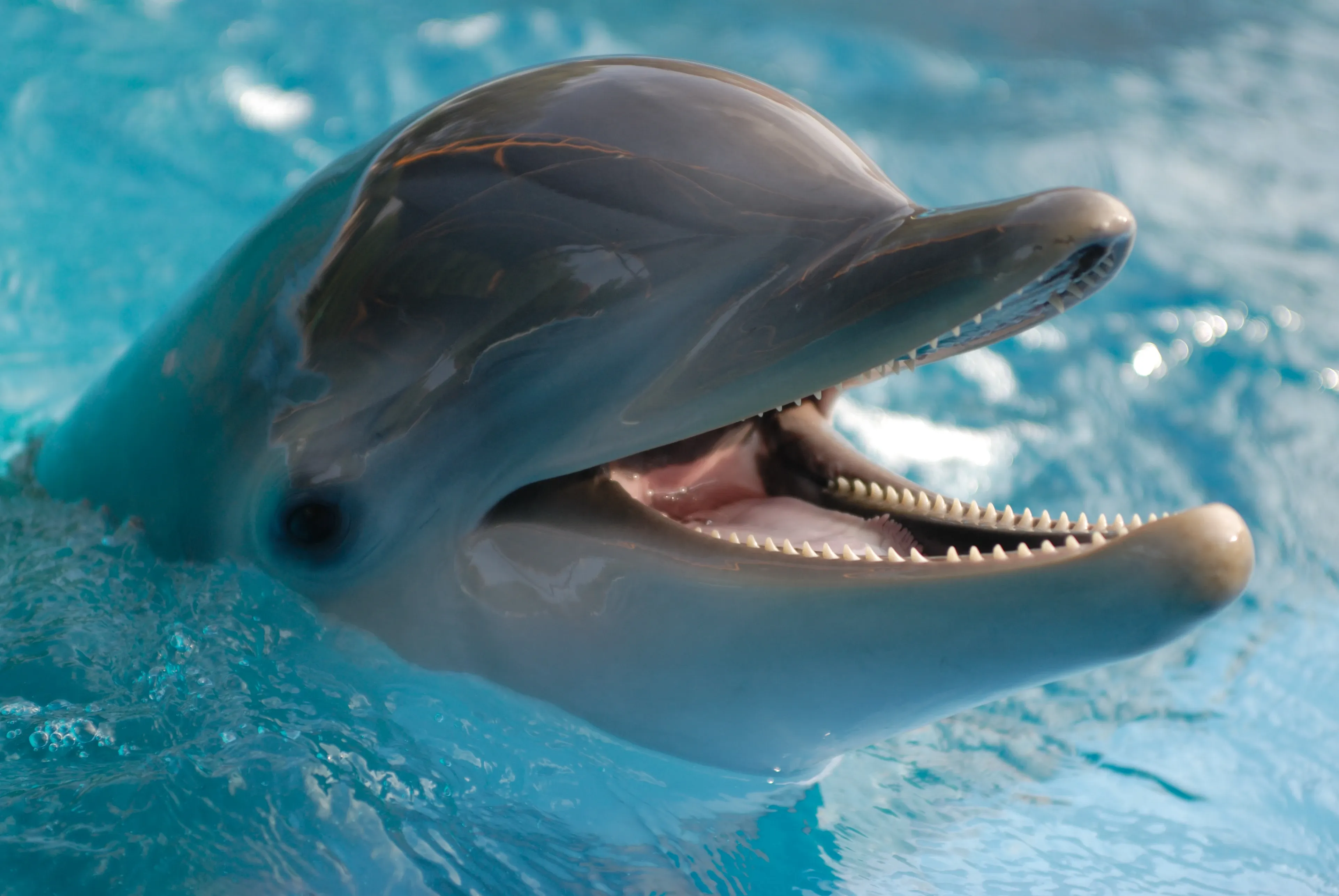 Close-up of a common bottlenose dolphin's head emerging from bright turquoise water with its mouth open, showing rows of conical teeth and a wet grey melon.