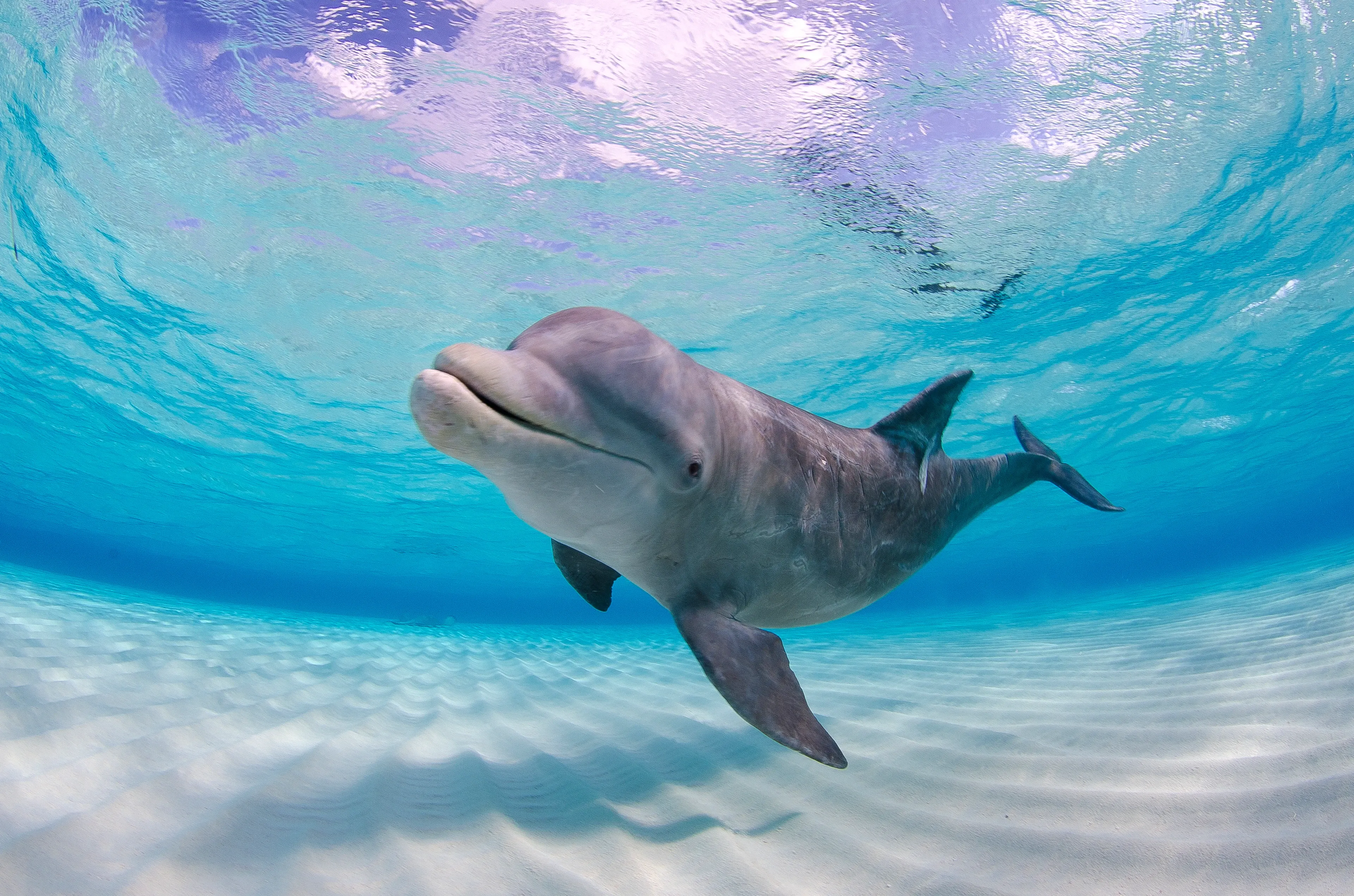 A common bottlenose dolphin swimming toward the camera over a rippled sandy seabed in clear turquoise water, with sunlit caustics on its grey back.