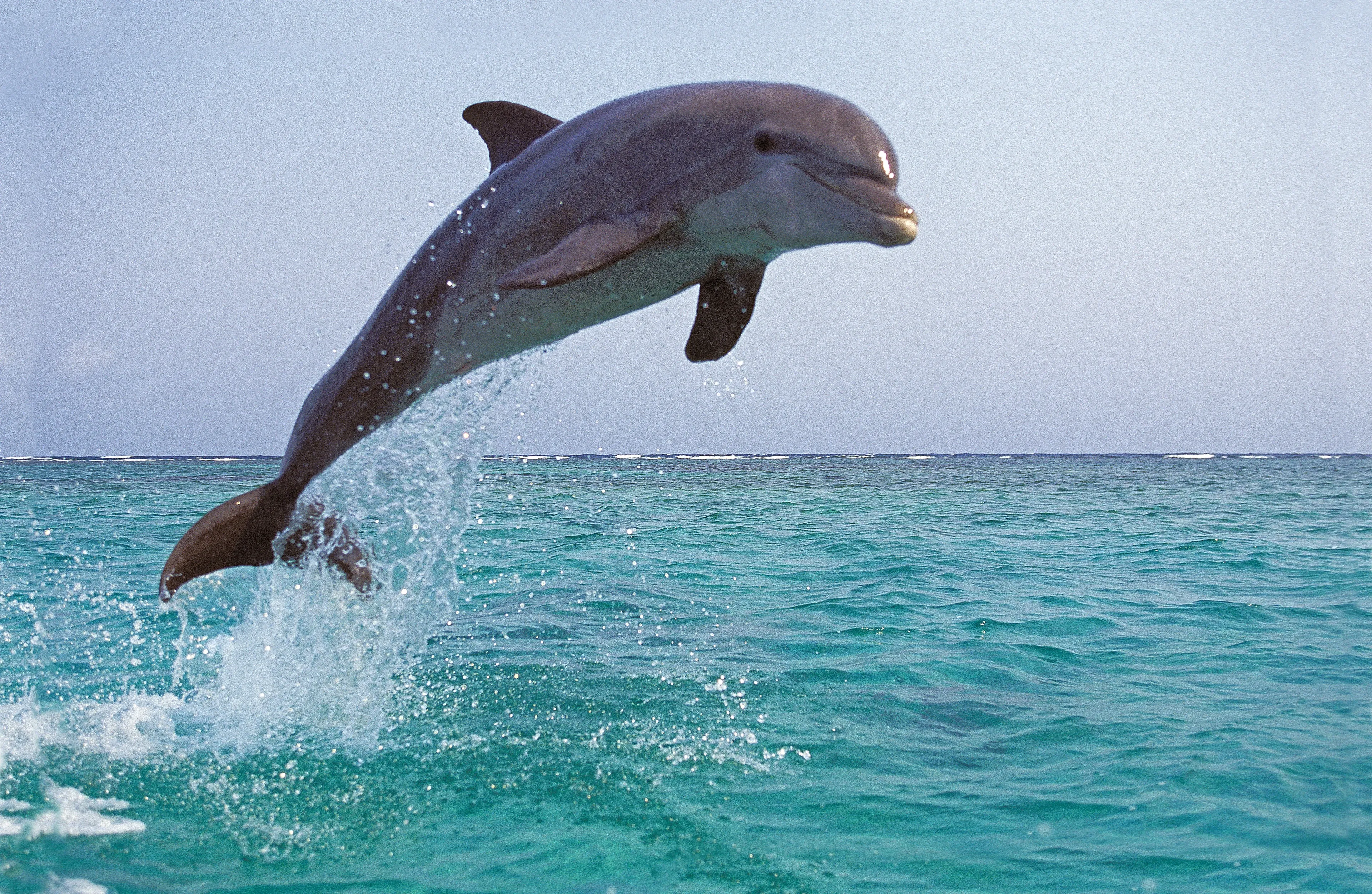 A common bottlenose dolphin leaping clear of turquoise ocean water against a pale blue sky, with a splash trailing from its flukes.