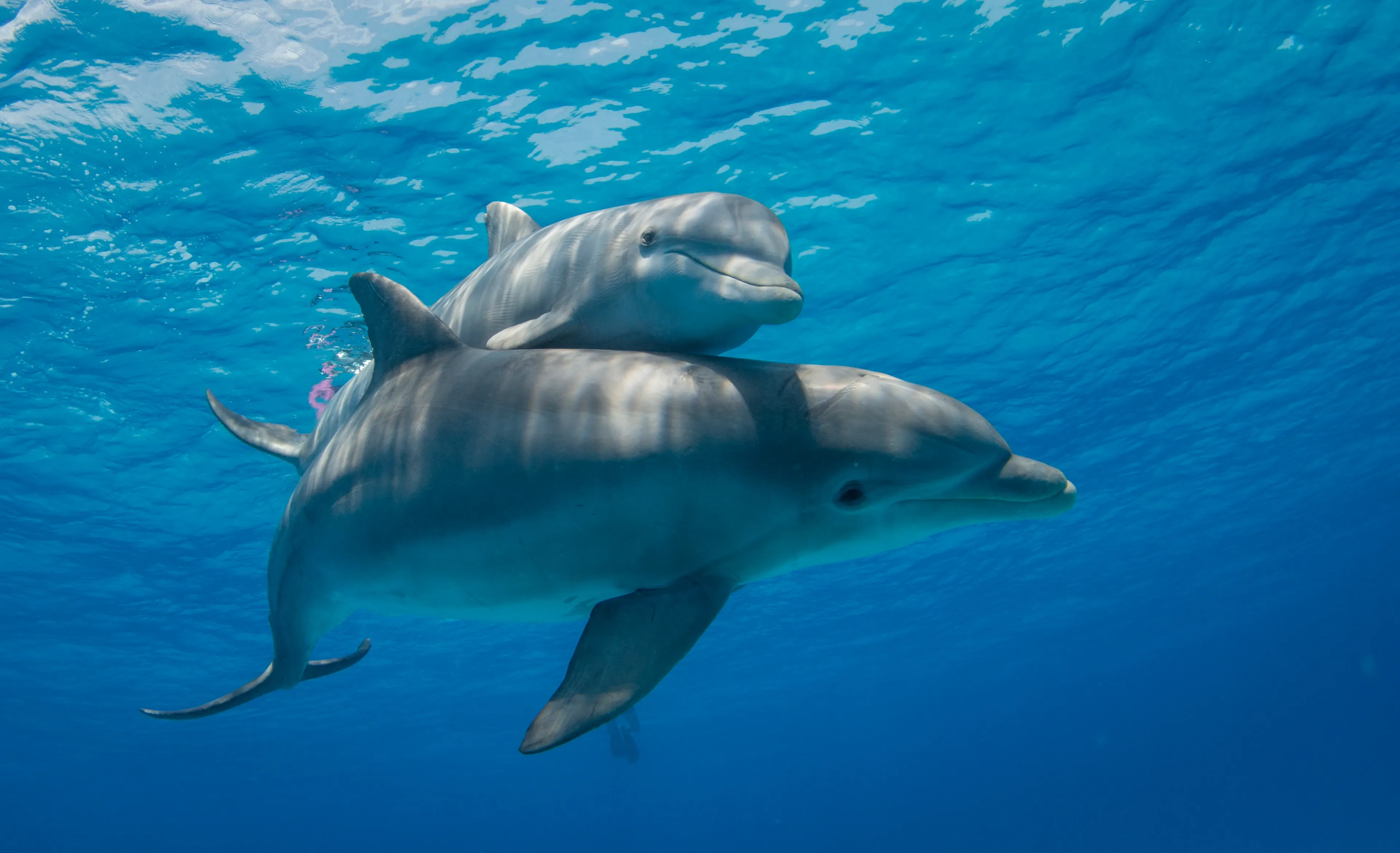 Two common bottlenose dolphins swimming underwater in clear blue water, with a smaller calf riding above an adult's back beneath the sunlit surface.