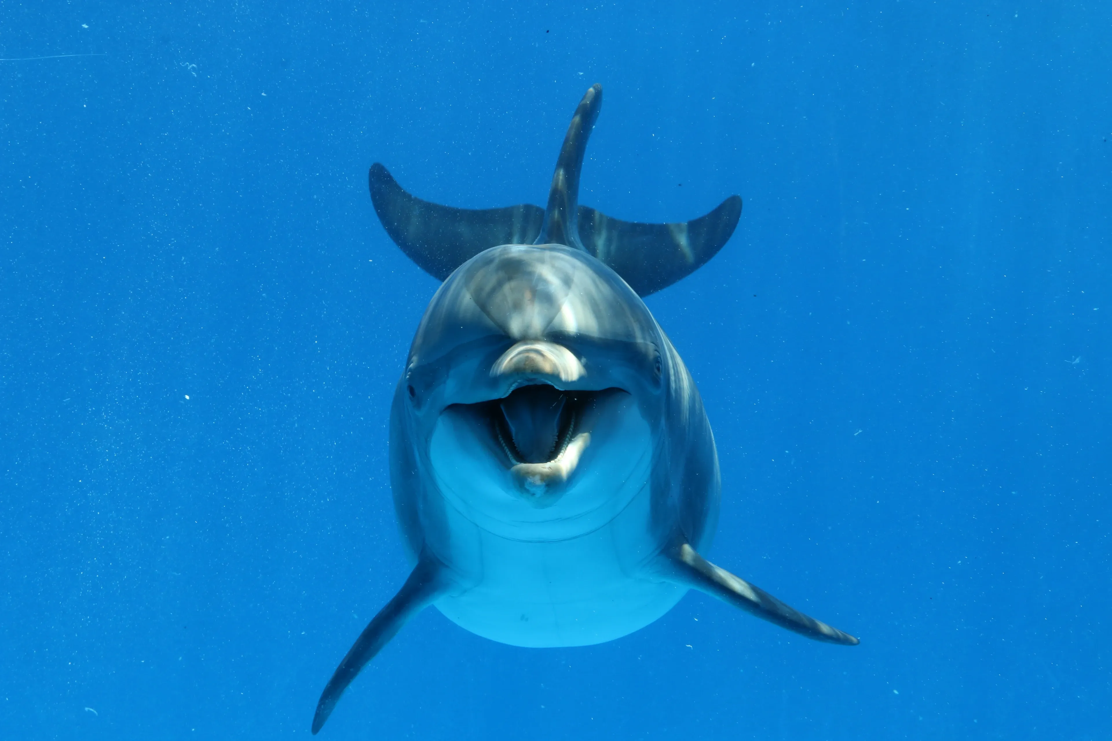A common bottlenose dolphin swimming just below the blue ocean surface alongside a small boat.