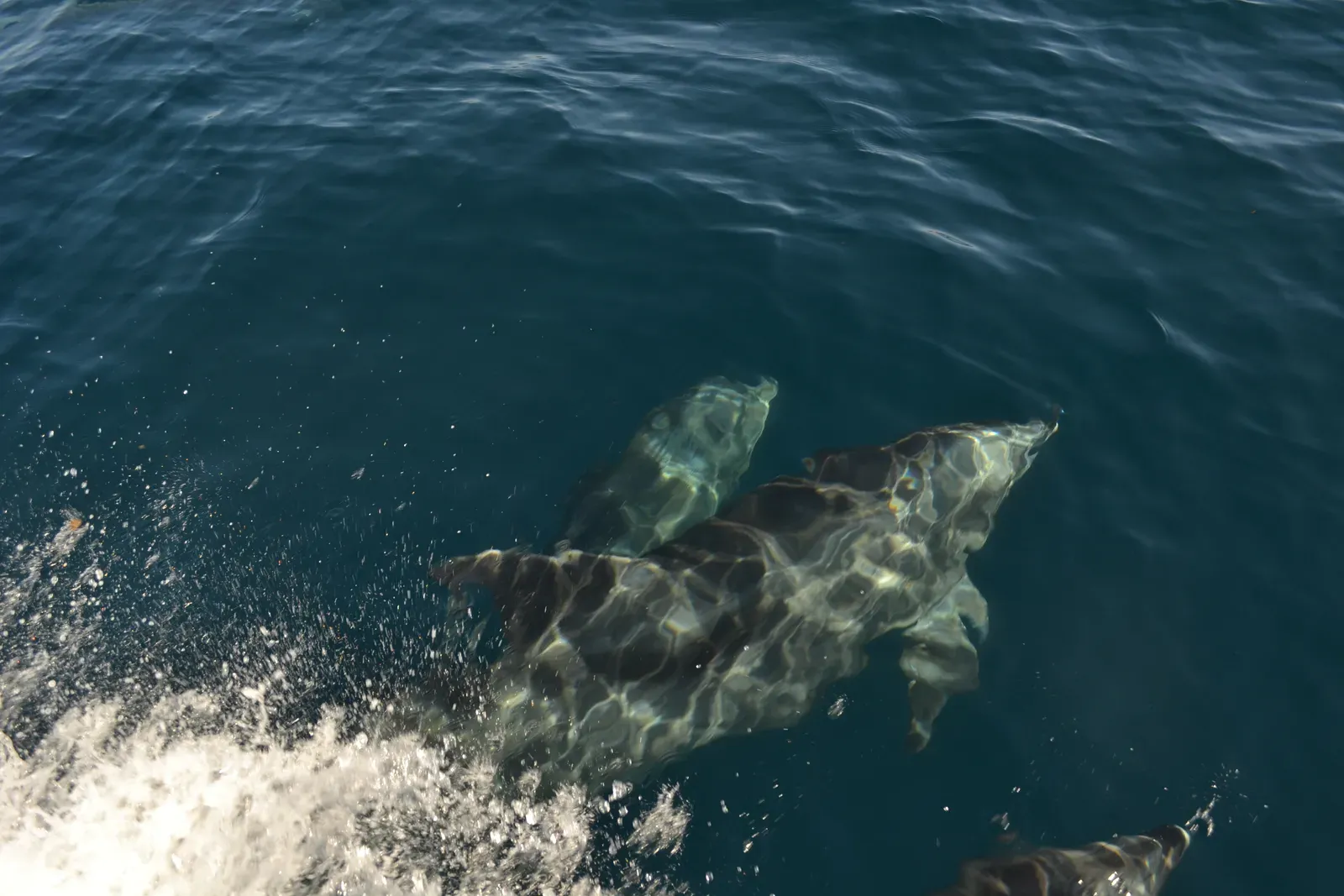 A common bottlenose dolphin swimming just below the blue ocean surface alongside a small boat.