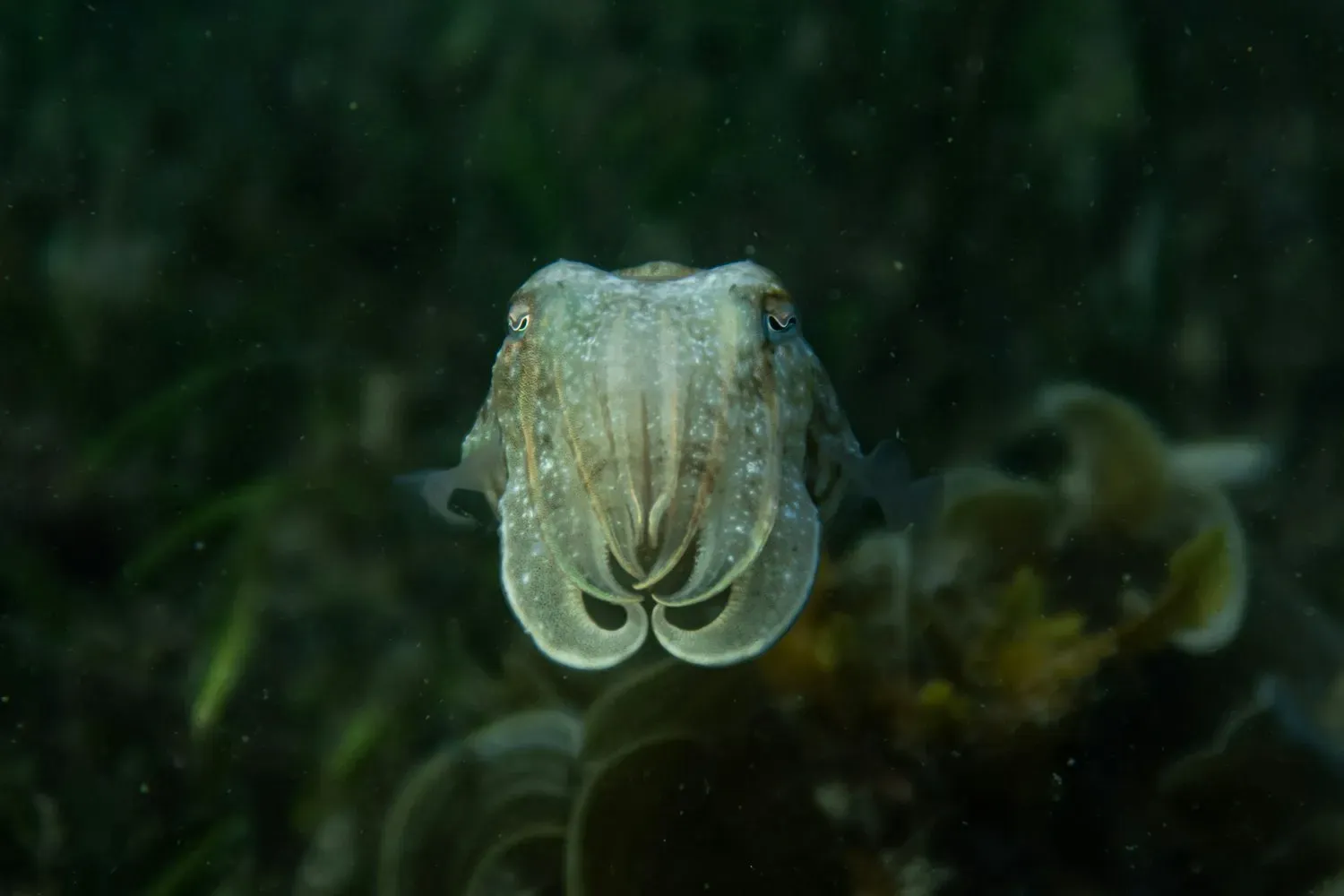 A cuttlefish facing the camera in dim water, its W-shaped pupils and fringing fin visible, arms tucked together.