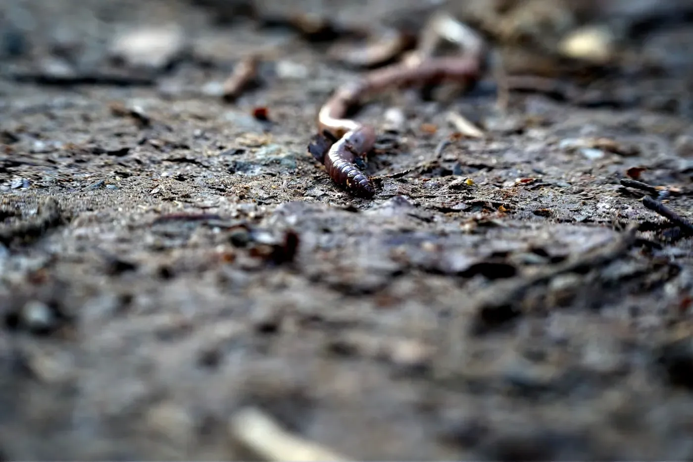 A reddish-brown, segmented earthworm crawling across damp soil scattered with leaf litter.