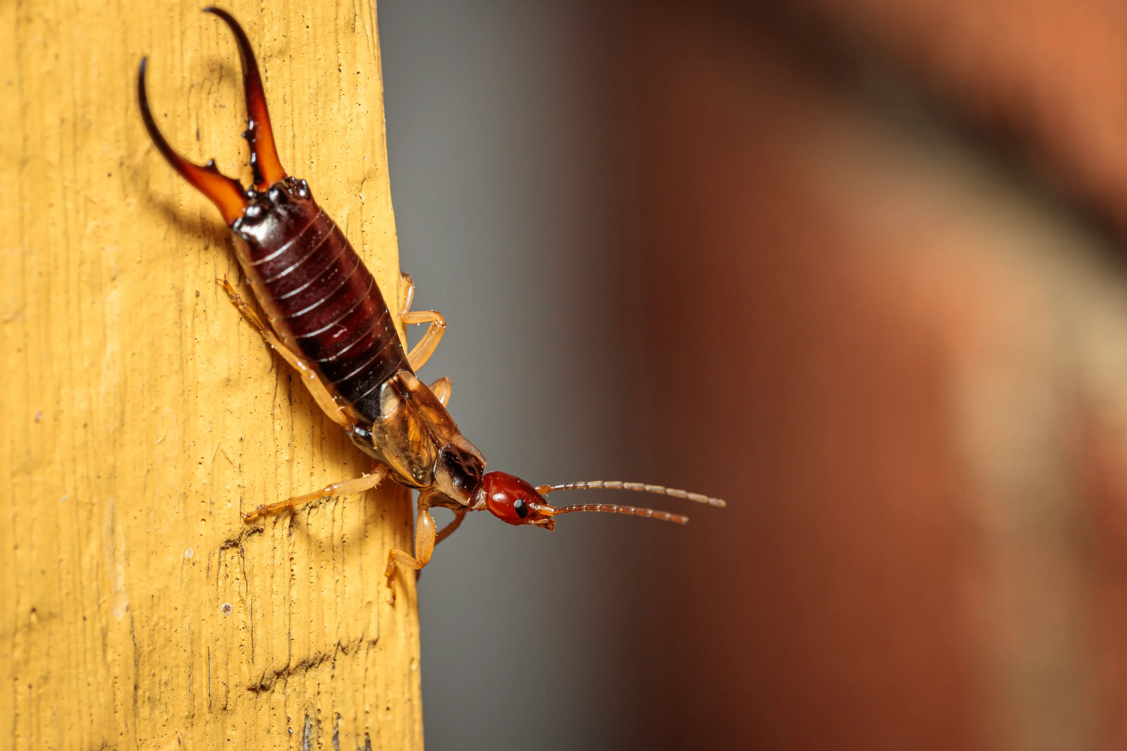 A common earwig crawls headfirst down a yellow wooden post, its shiny reddish-brown abdomen ending in two large, curved pincers. Long thin antennae and pale jointed legs grip the textured wood.