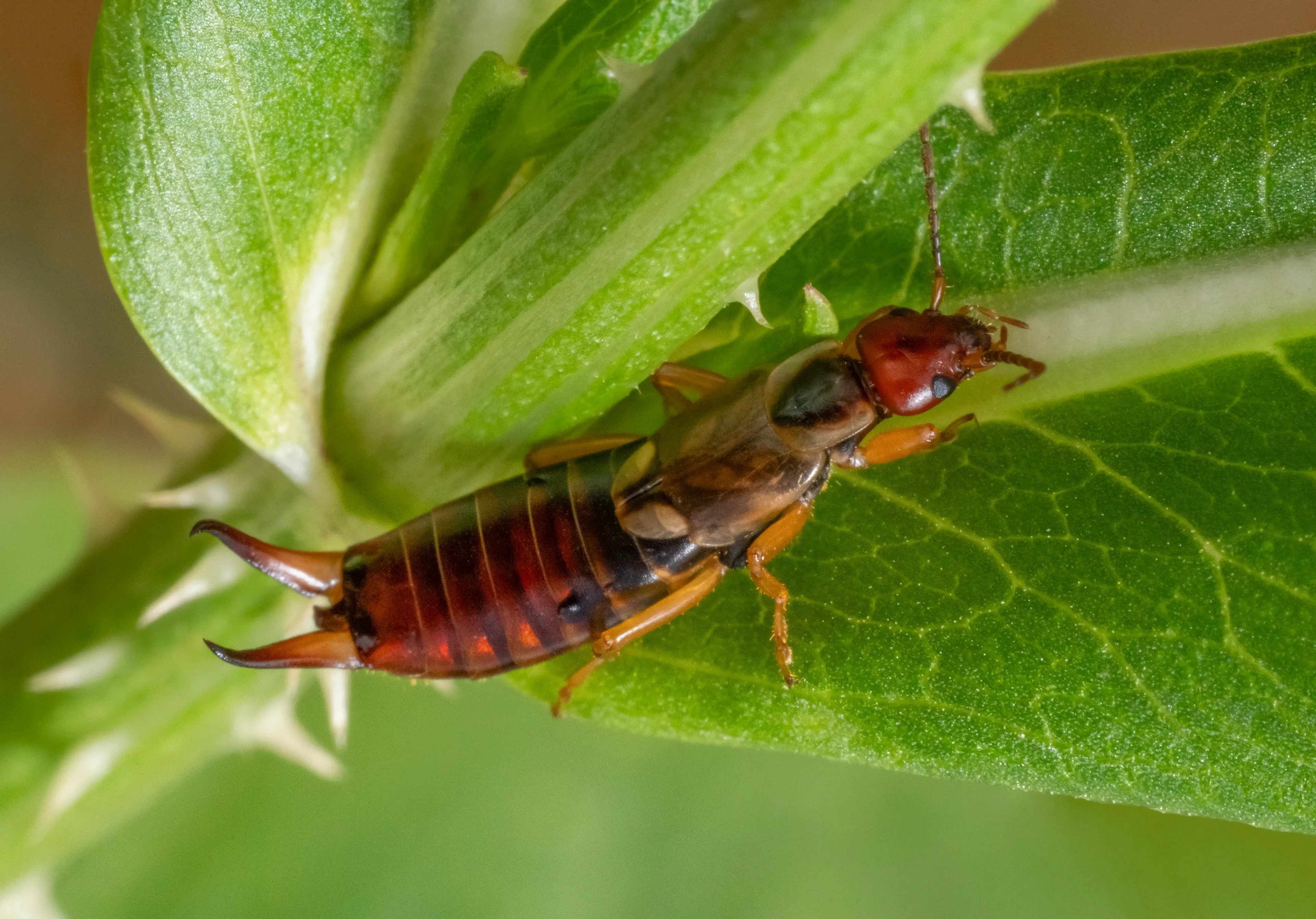 A common earwig walks along a bright green leaf with small pale thorns. Its shiny dark-brown body has yellowish-orange legs and a pair of curved reddish-brown pincers at the tail.