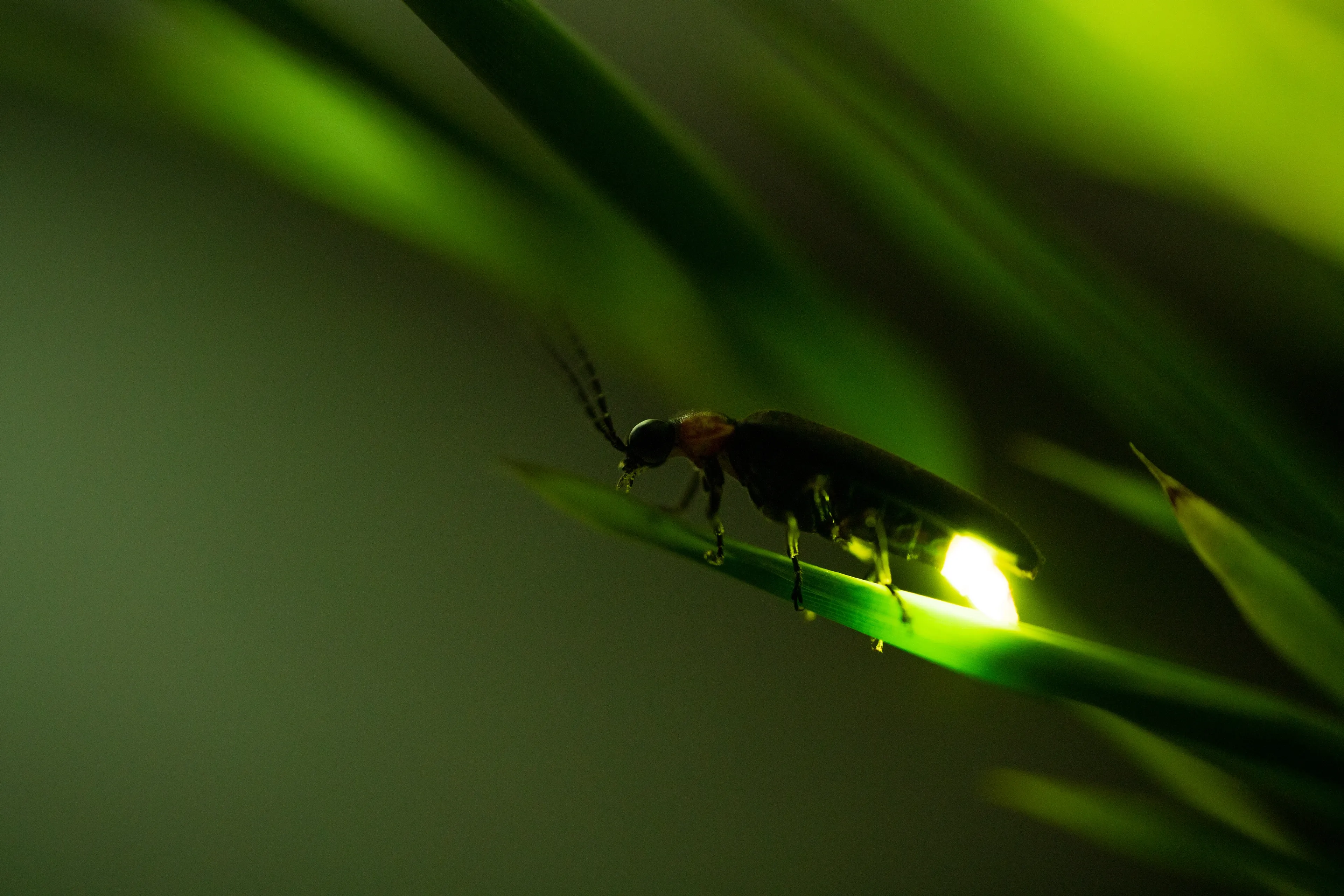 A common eastern firefly sits on a pointed green leaf at night, its tail glowing bright yellow-green. Its body is dark brown with a tiny orange patch behind the head and long, thin antennae.