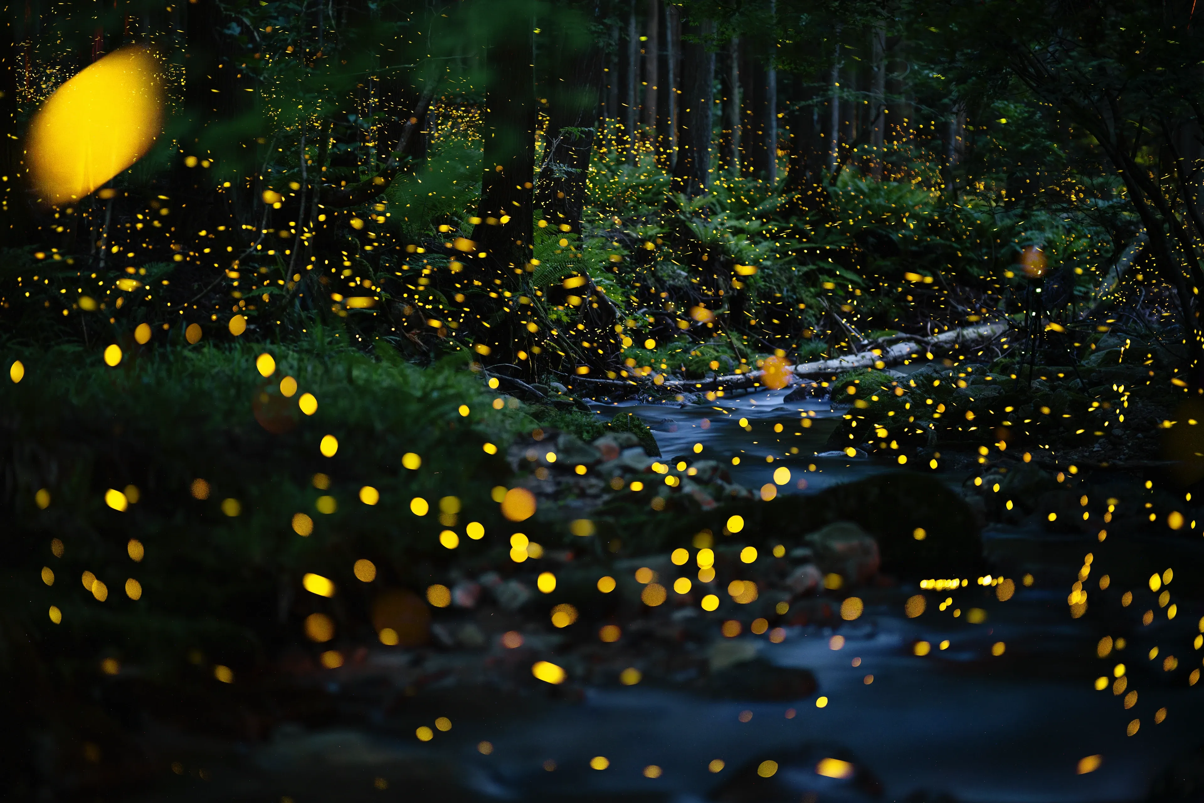 Hundreds of common eastern fireflies glow like tiny golden lanterns in a dark forest at night. Their yellow lights sparkle above a small stream and among lush green ferns and tall trees.