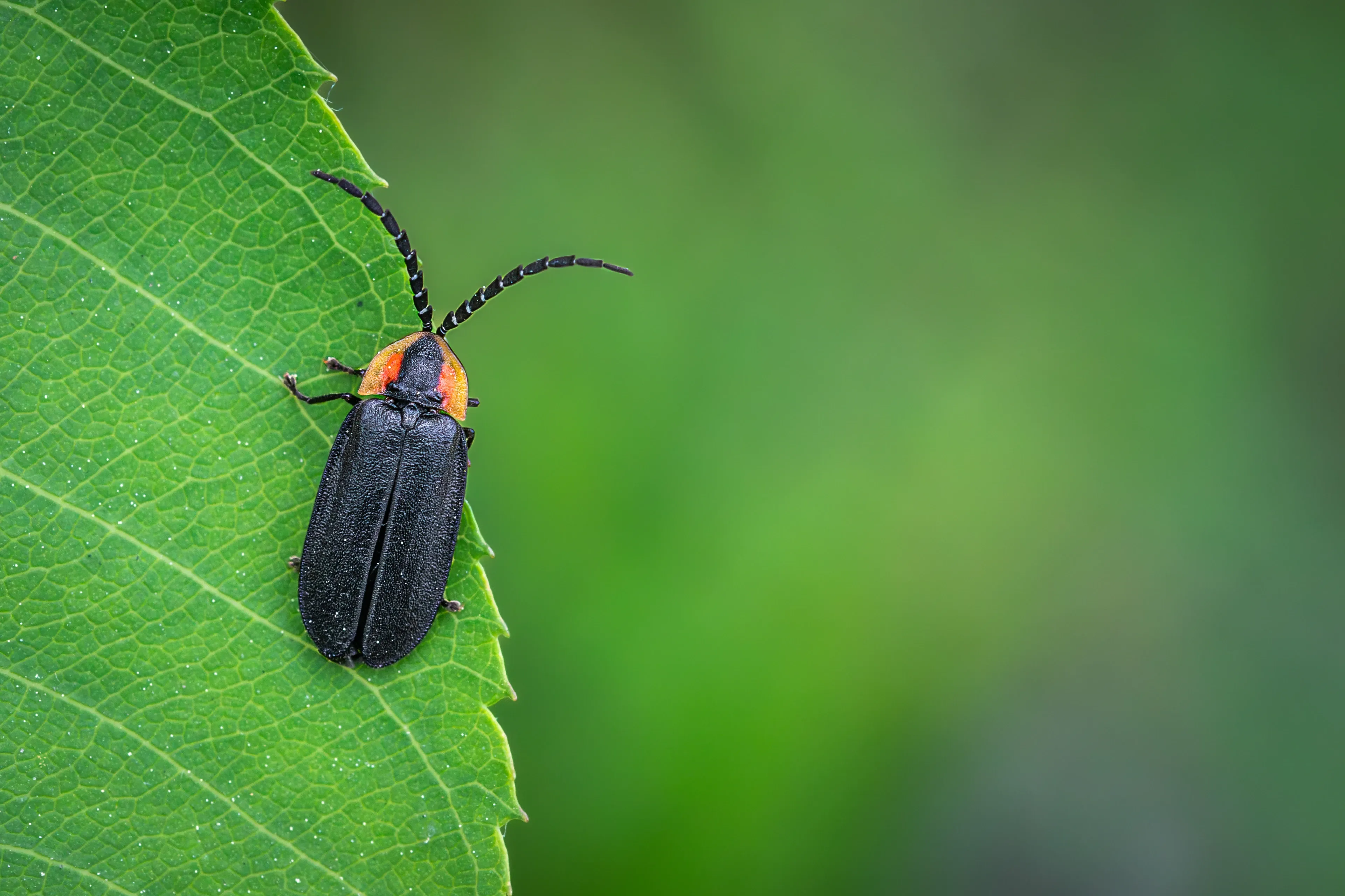 A common eastern firefly rests on the serrated edge of a bright green leaf. It has long black wing covers, an orange-pink shield with a dark centre behind its head, and two long segmented antennae.