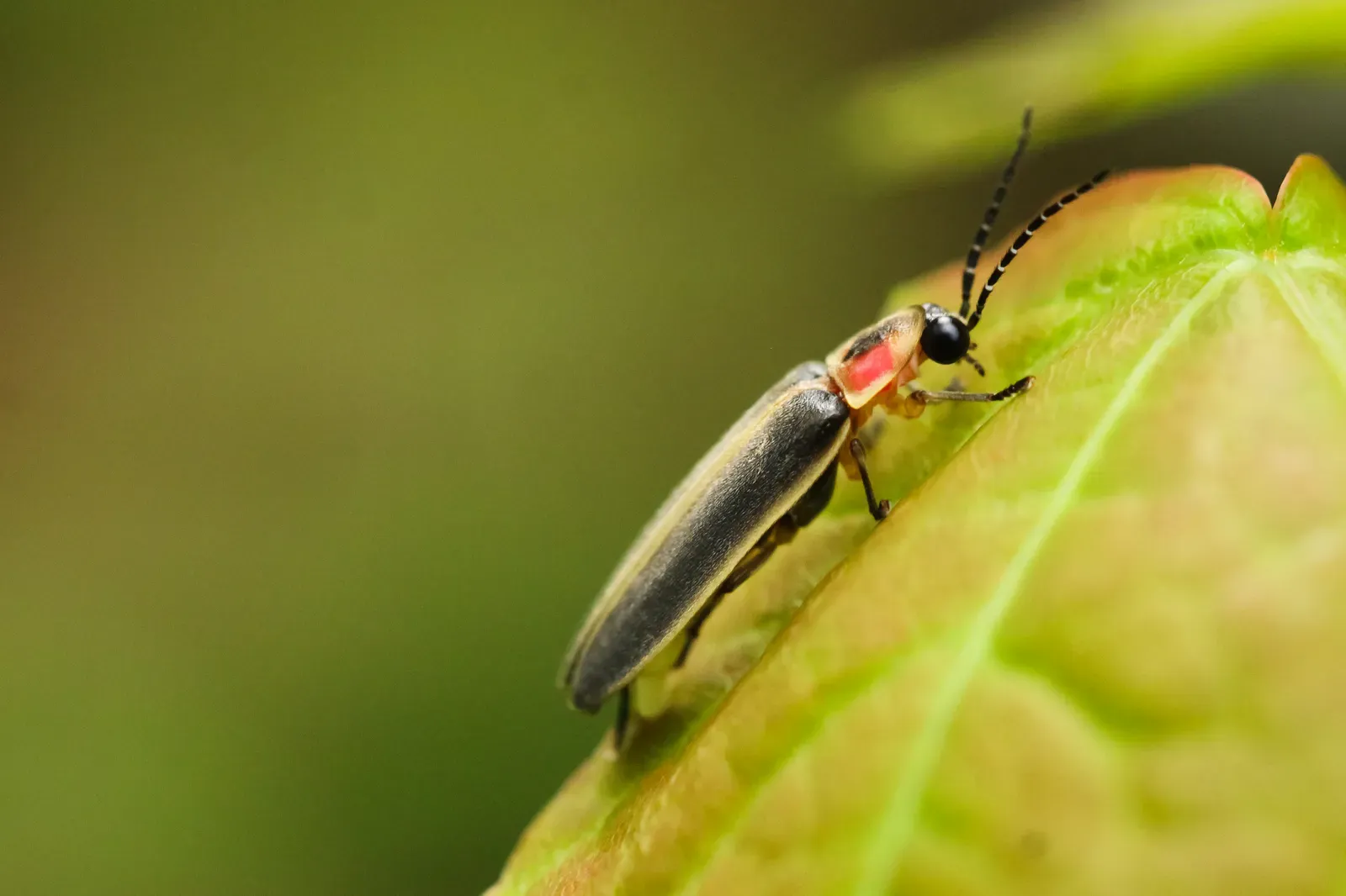A common eastern firefly resting on a green leaf, showing its dark wing cases edged in cream and a pink-and-black shield behind its head.