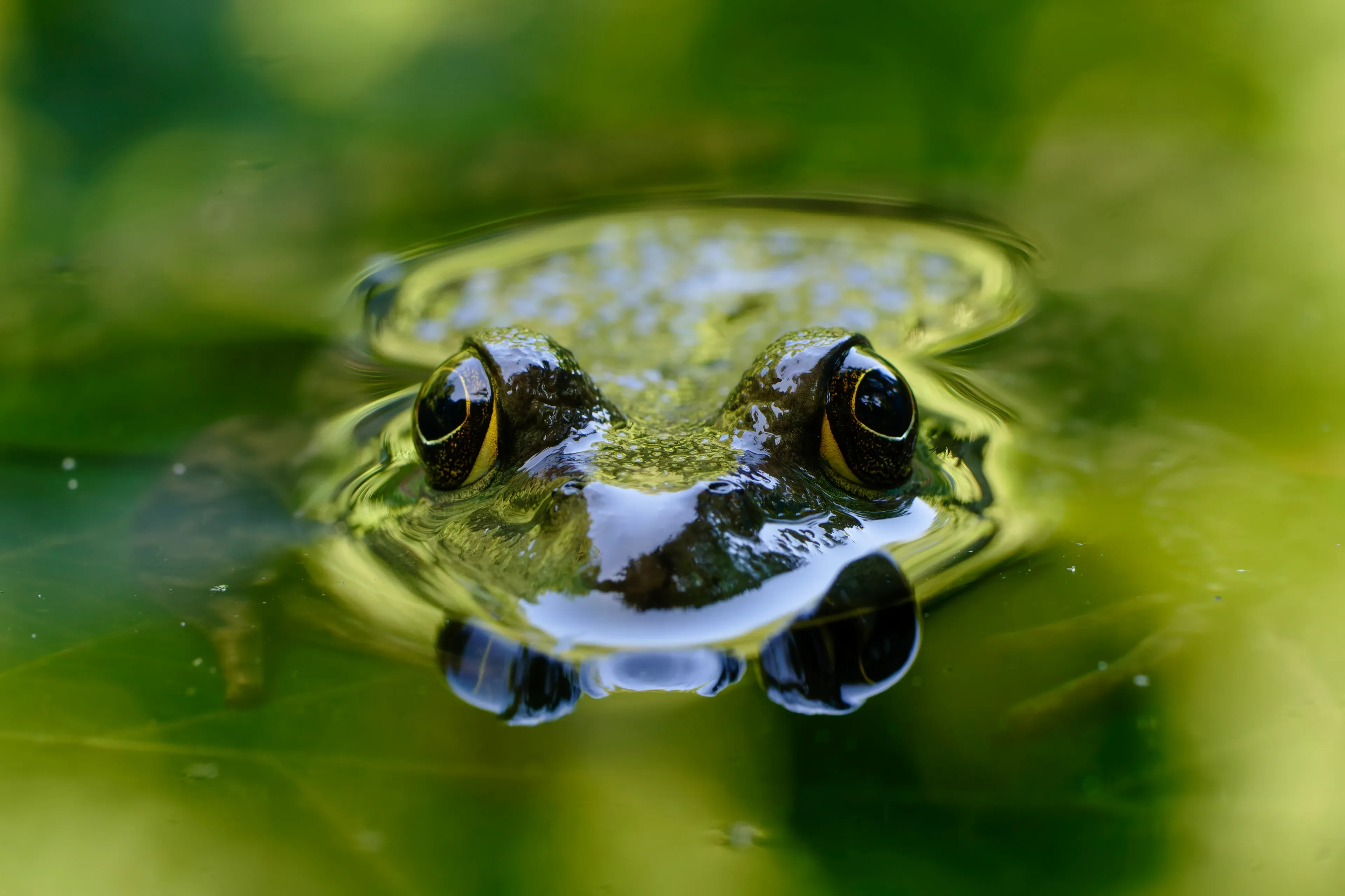 A common frog peeks out of green pond water, with only its golden-rimmed eyes and nostrils showing above the surface. Its bumpy skin is mossy green and brown, and the water around it is softly rippled.