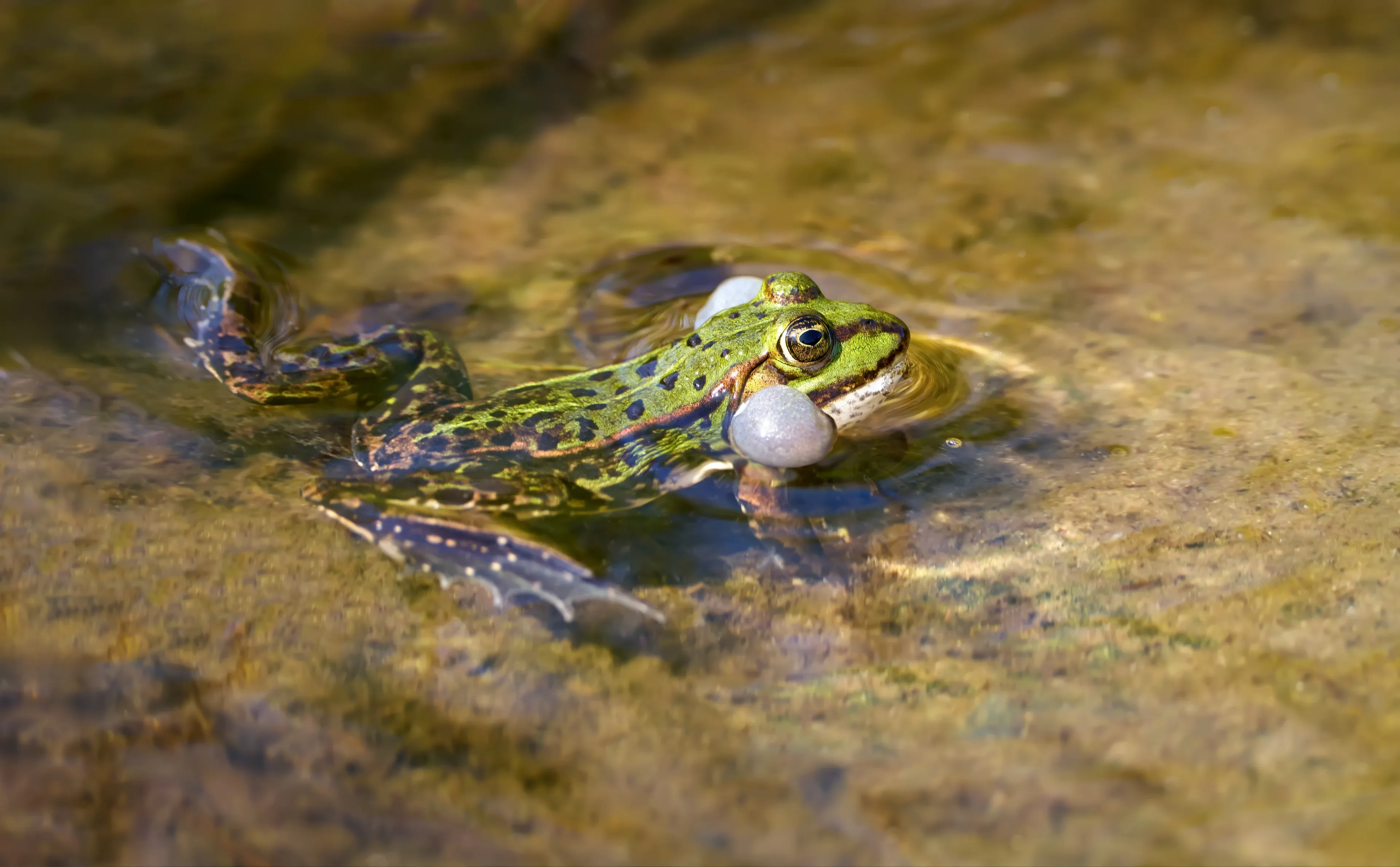 A bright green common frog sits in shallow sunlit water over a brown rocky bottom, with two pale, bubble-like sacs puffed out from the sides of its head. Dark spots cover its back.
