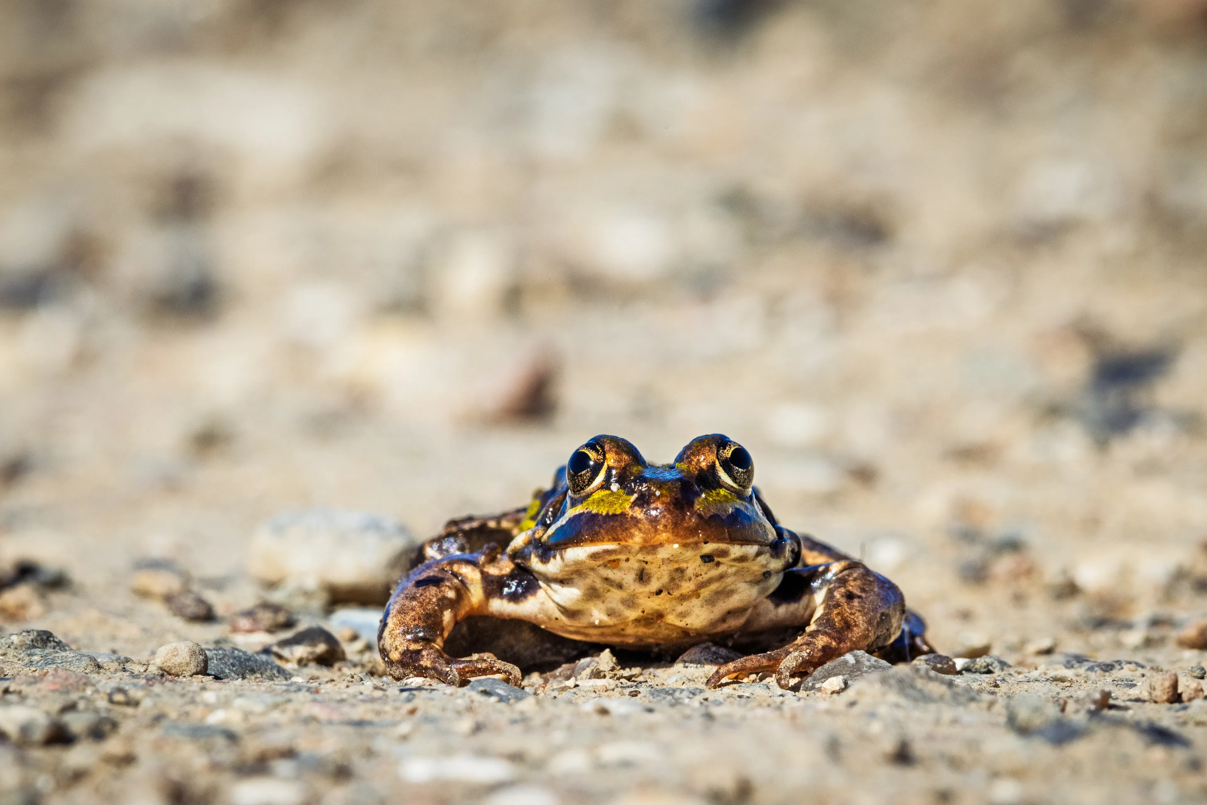 A common frog sits low on a rocky path, looking straight ahead with large round eyes. Its smooth skin is patterned with shiny gold, dark brown, and tan splotches.
