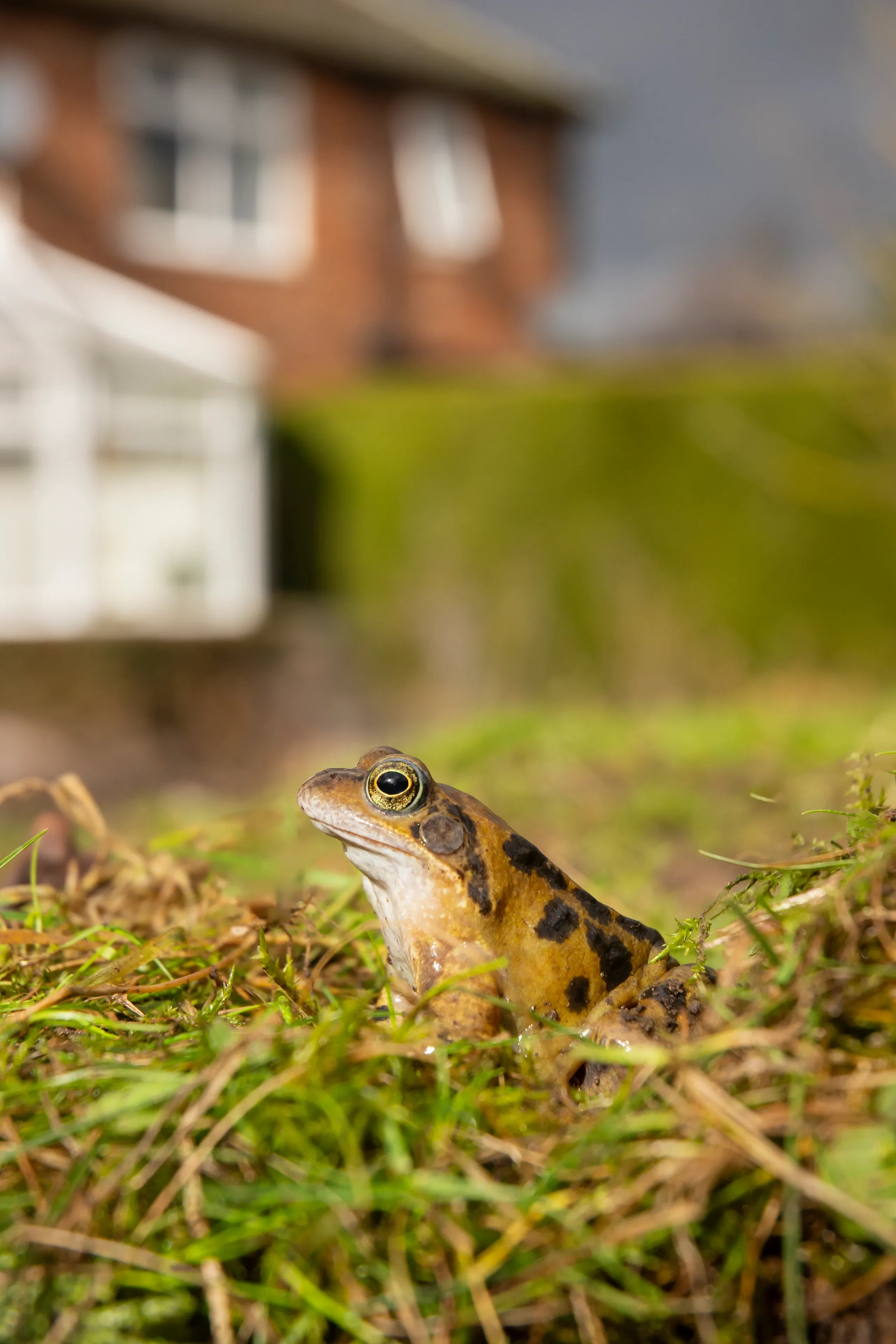 A common frog sits alert in green and brown grass, looking toward the left. Its skin is golden-brown with dark blotches, and a garden hedge and red brick house sit softly in the background.