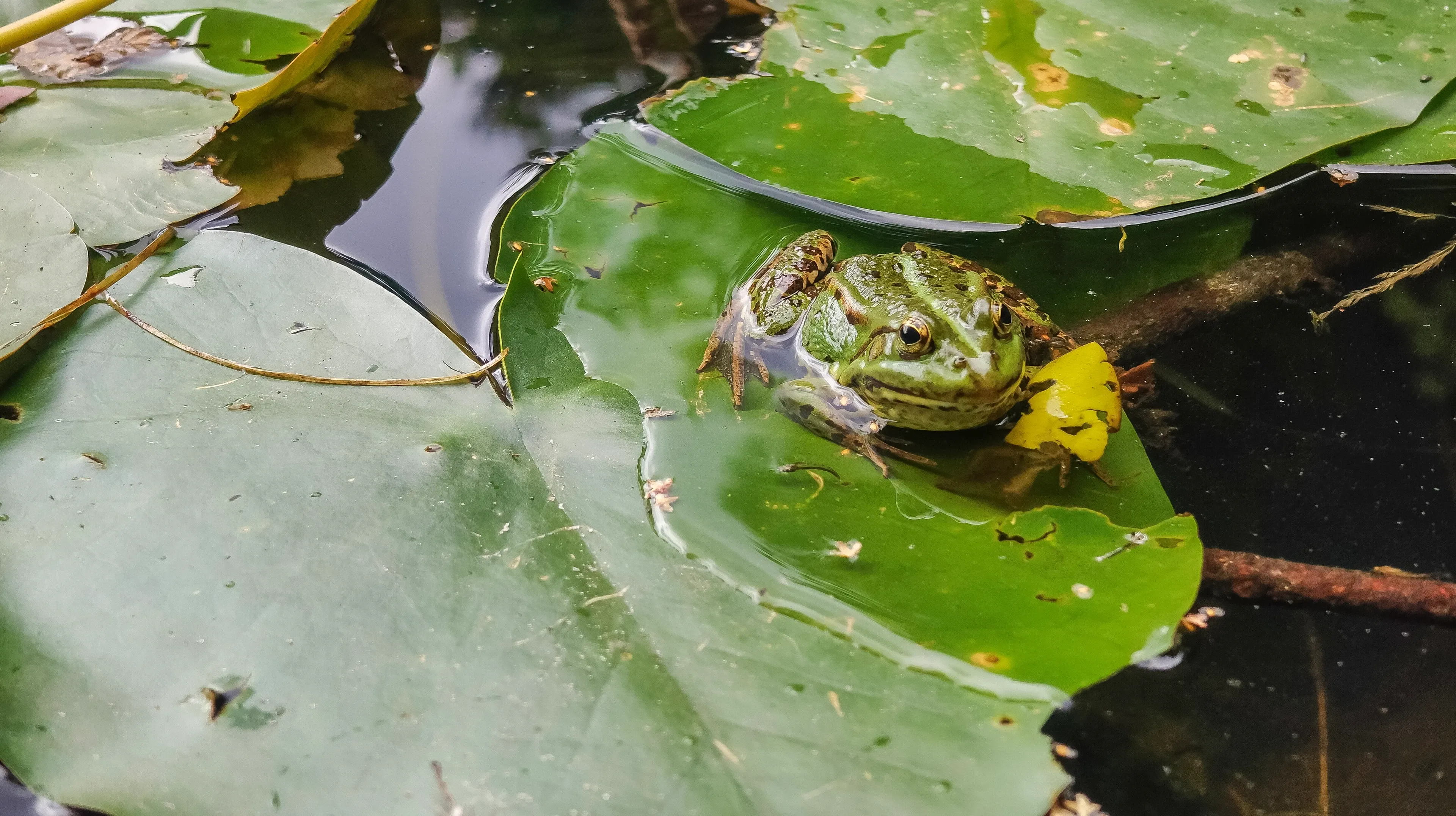 A bright green common frog sits on a large, flat lily pad in a pond. Dark spots cover its bumpy skin, and its back legs rest in a shallow pool of water on the leaf.