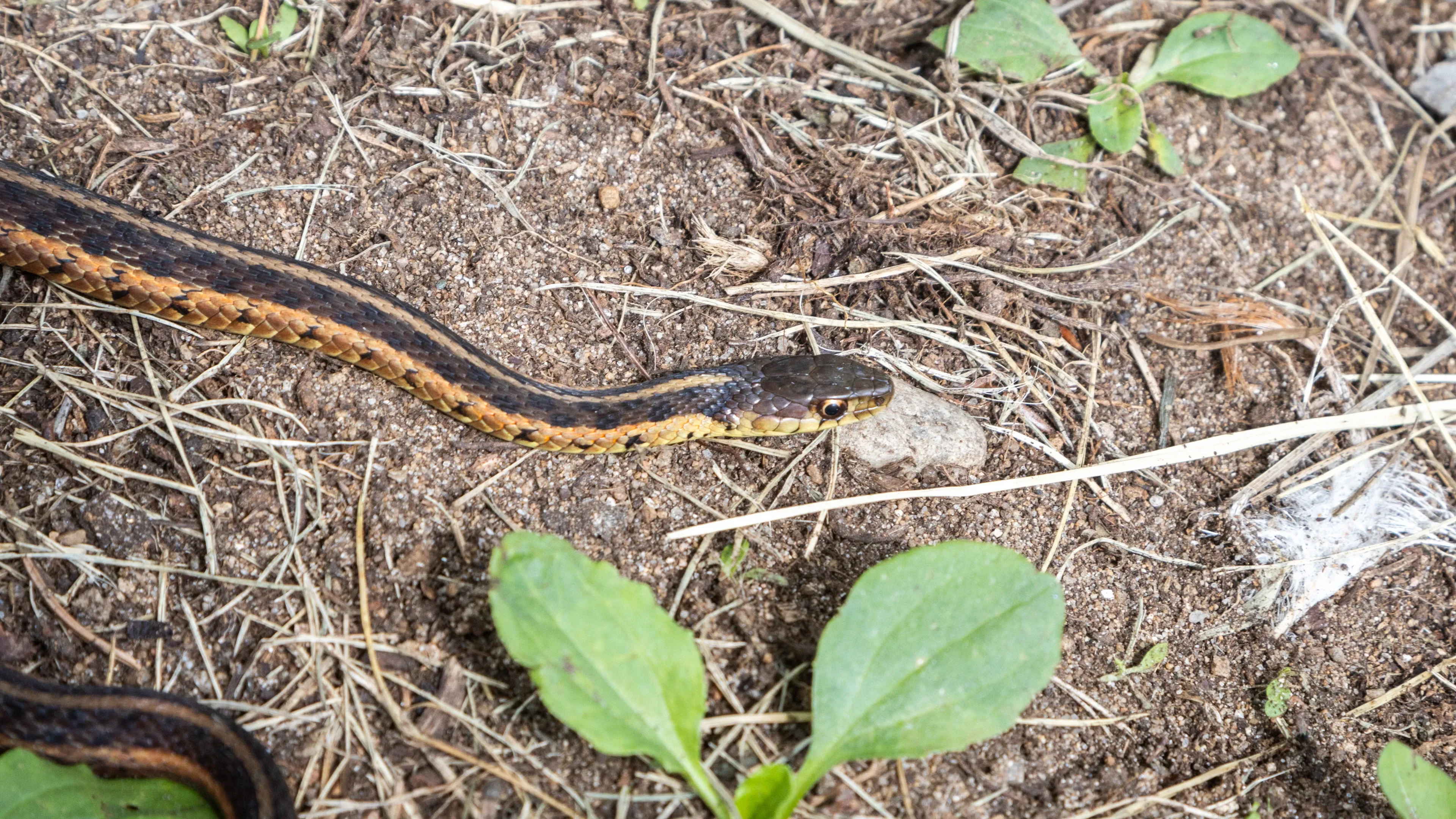 A common garter snake slithers across sandy ground and dry grass. Its dark body is marked with long, bright yellow and orange stripes.