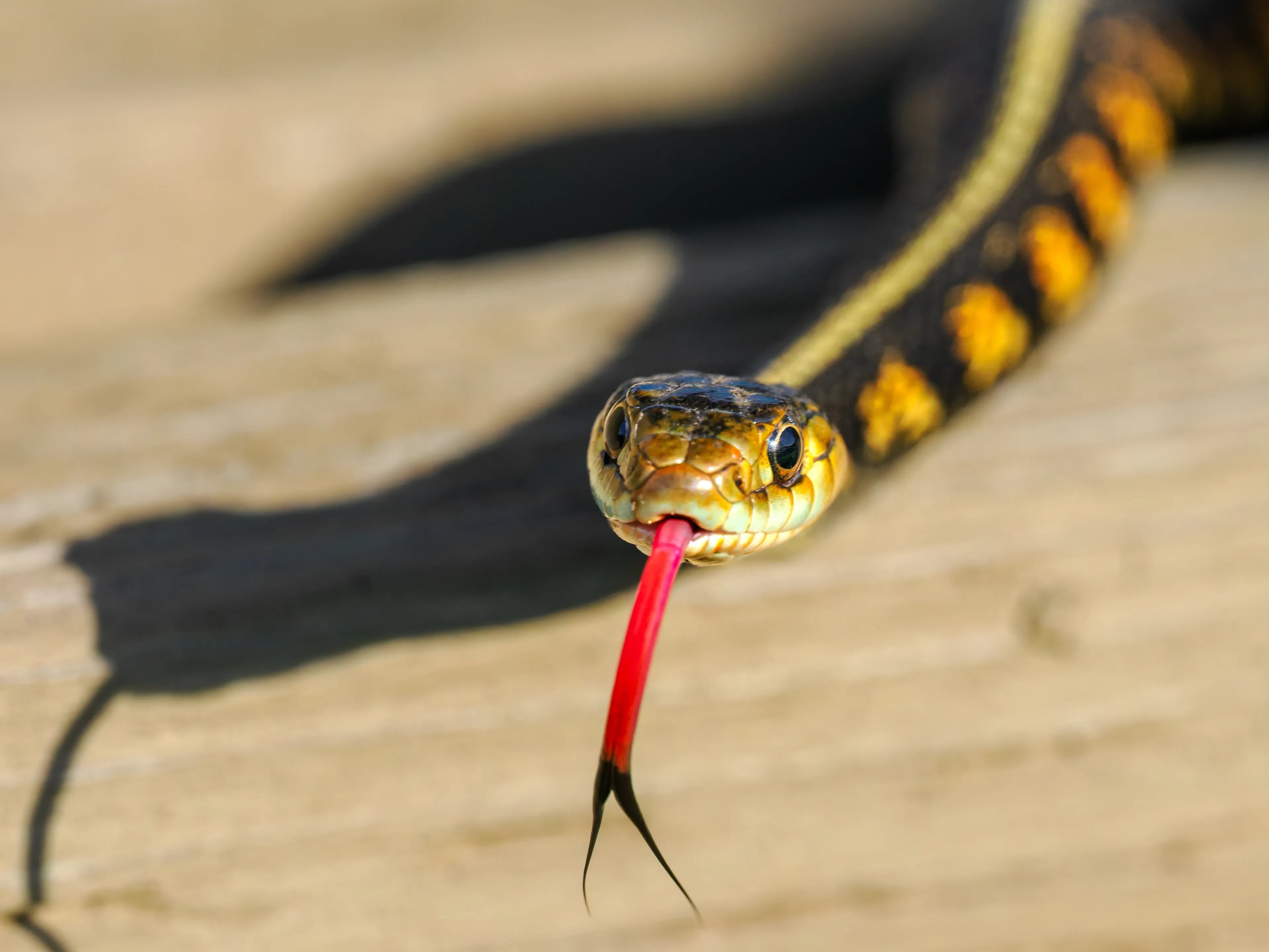 A common garter snake faces the viewer on weathered wood, with its forked tongue flicked out—red at the base and black at the tips. Its body is black with a thin yellow stripe down the back and patches of orange and yellow along the sides.