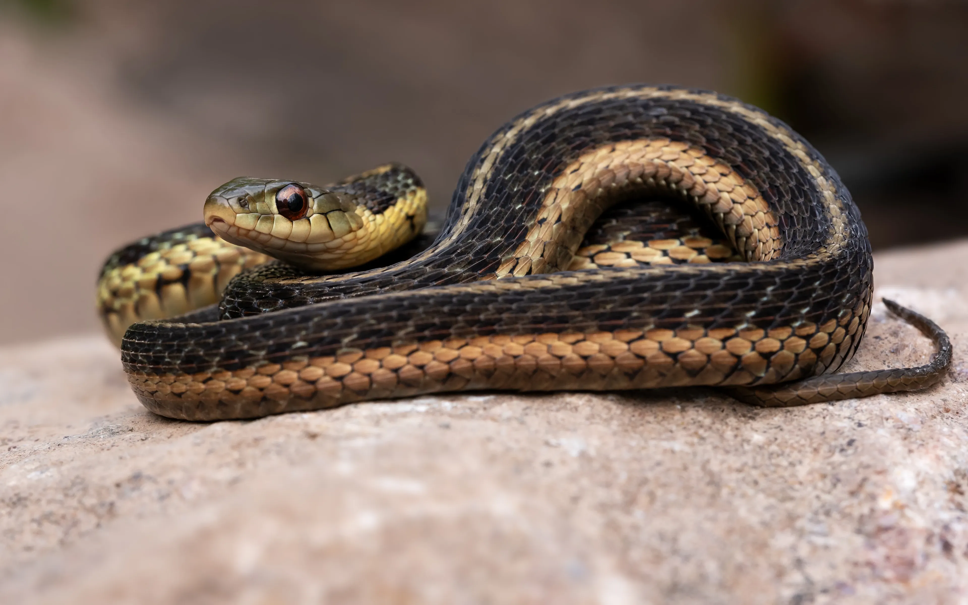 A common garter snake is coiled on a light-grey rock, with its head resting on its own loops. Three pale tan stripes run down its dark brown body, and its chin is pale yellow.