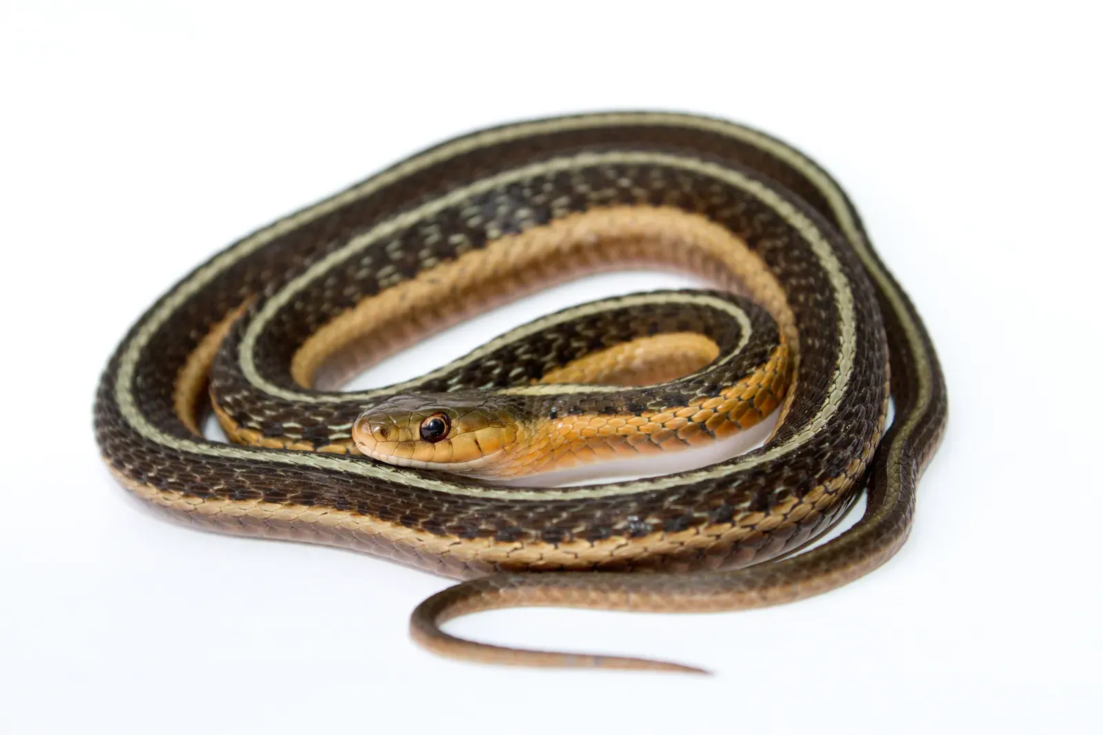 A slender common garter snake coiled up, its dark body marked with long pale yellow and orange stripes.