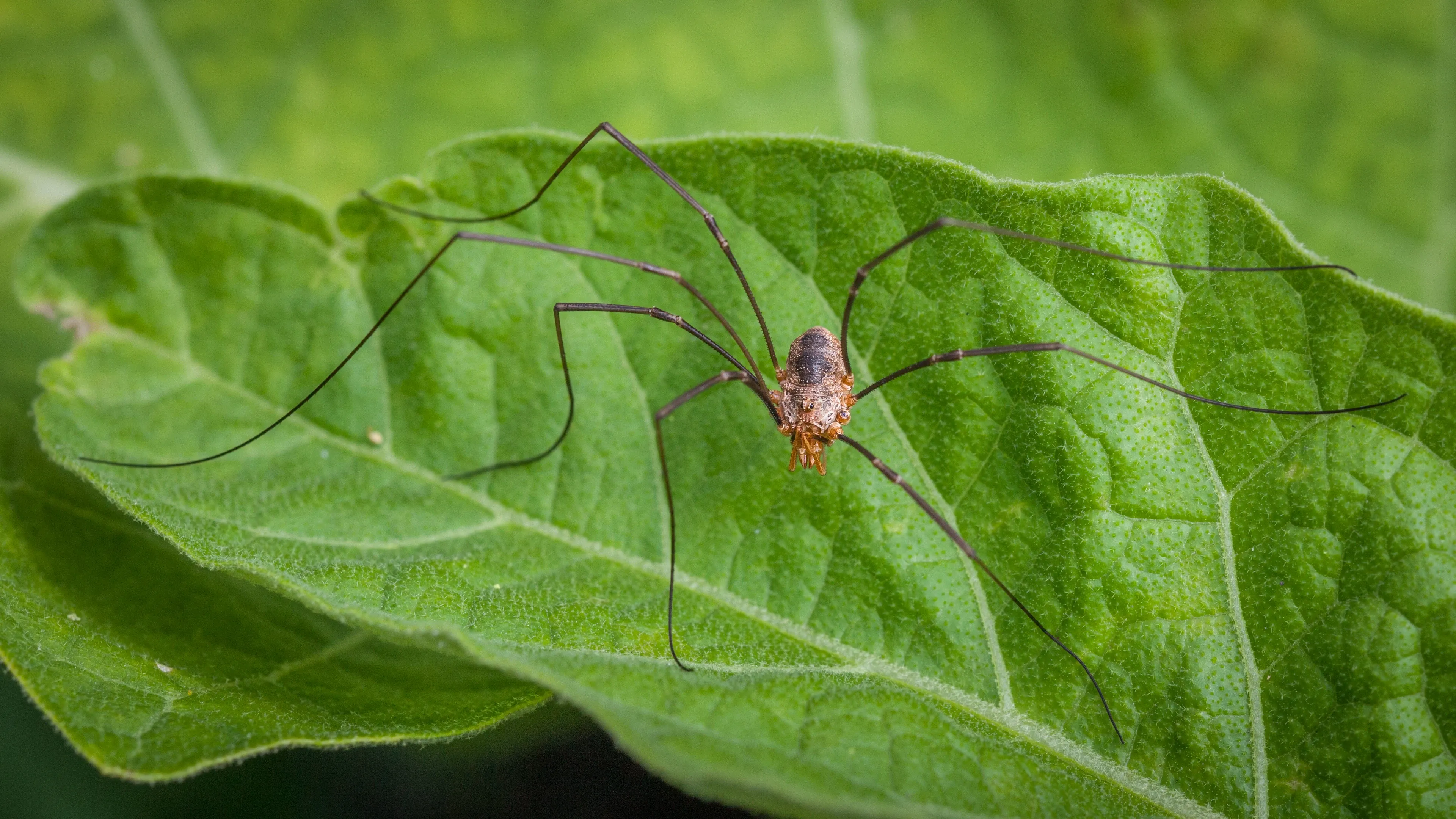 A common harvestman sits in the middle of a large green leaf, its tiny oval body near a prominent vein. Eight very long, thin legs stretch out toward the edges of the leaf.