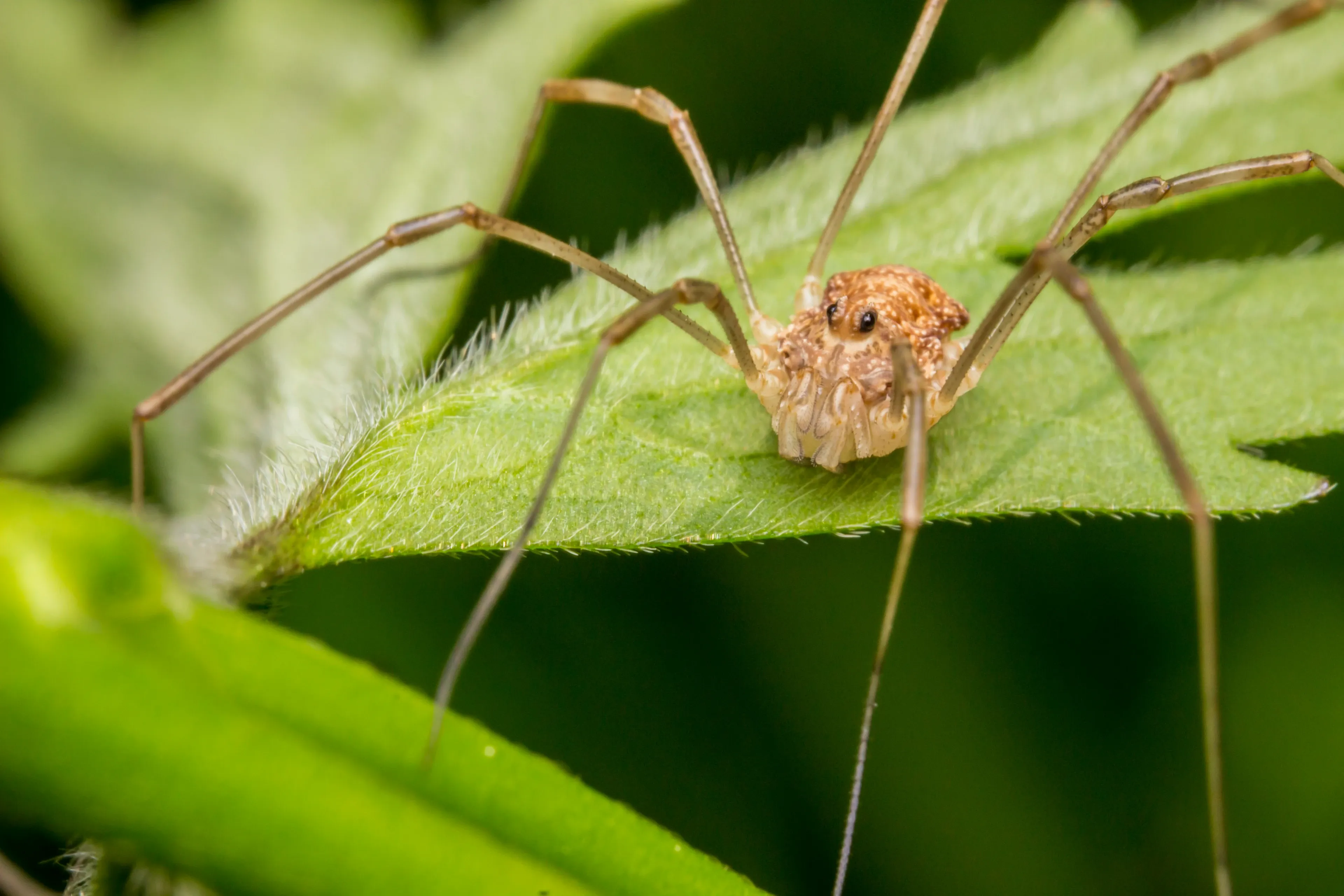 A common harvestman stands on a fuzzy green leaf with its long, thin legs spread wide. Its small round body is light brown and tan, with two tiny black eyes looking forward.