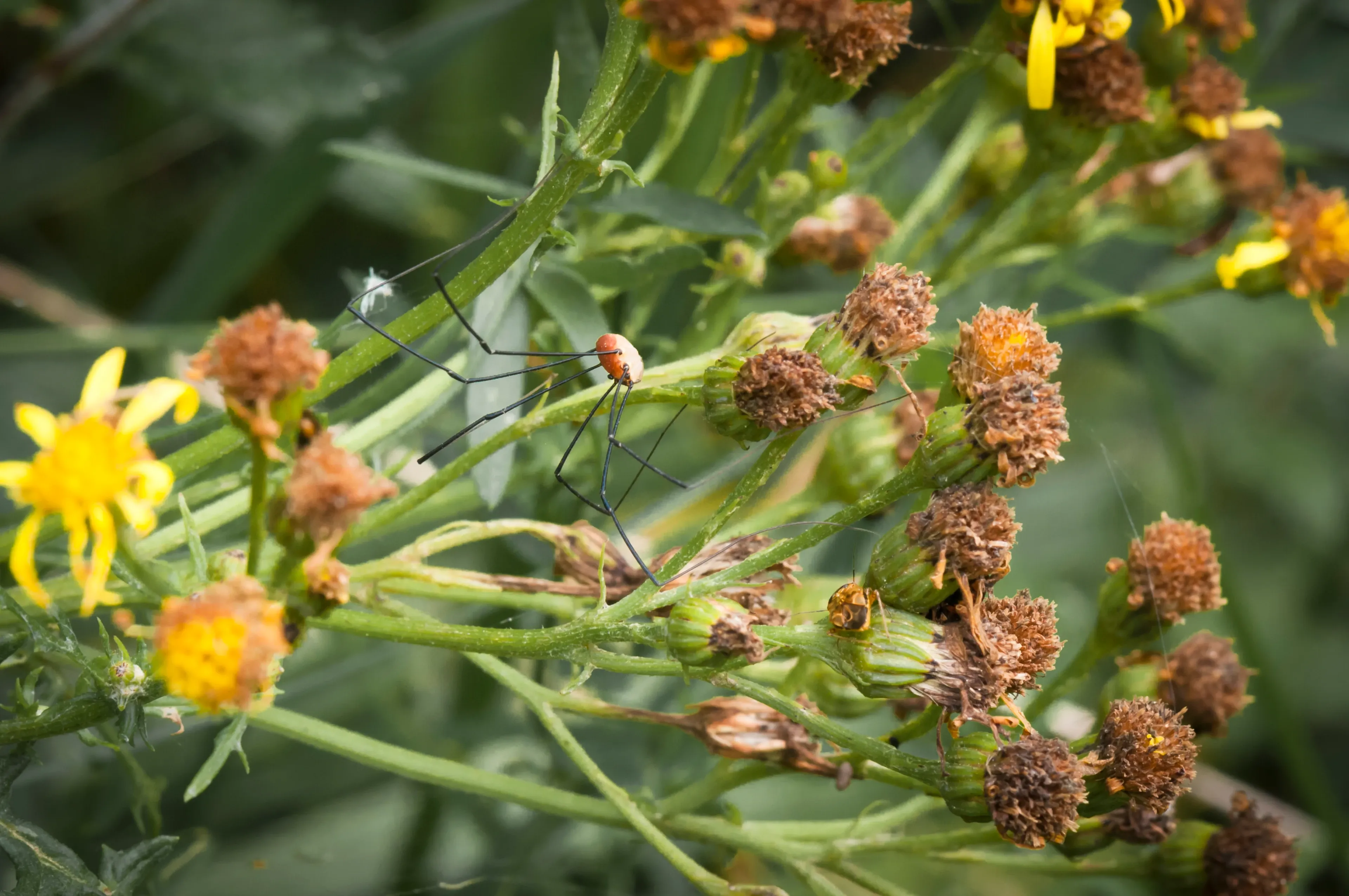 A common harvestman rests on thin green plant stems, its tiny orange-red body held up by long, spindly black legs. Small round flower heads and a few bright yellow petals surround it.
