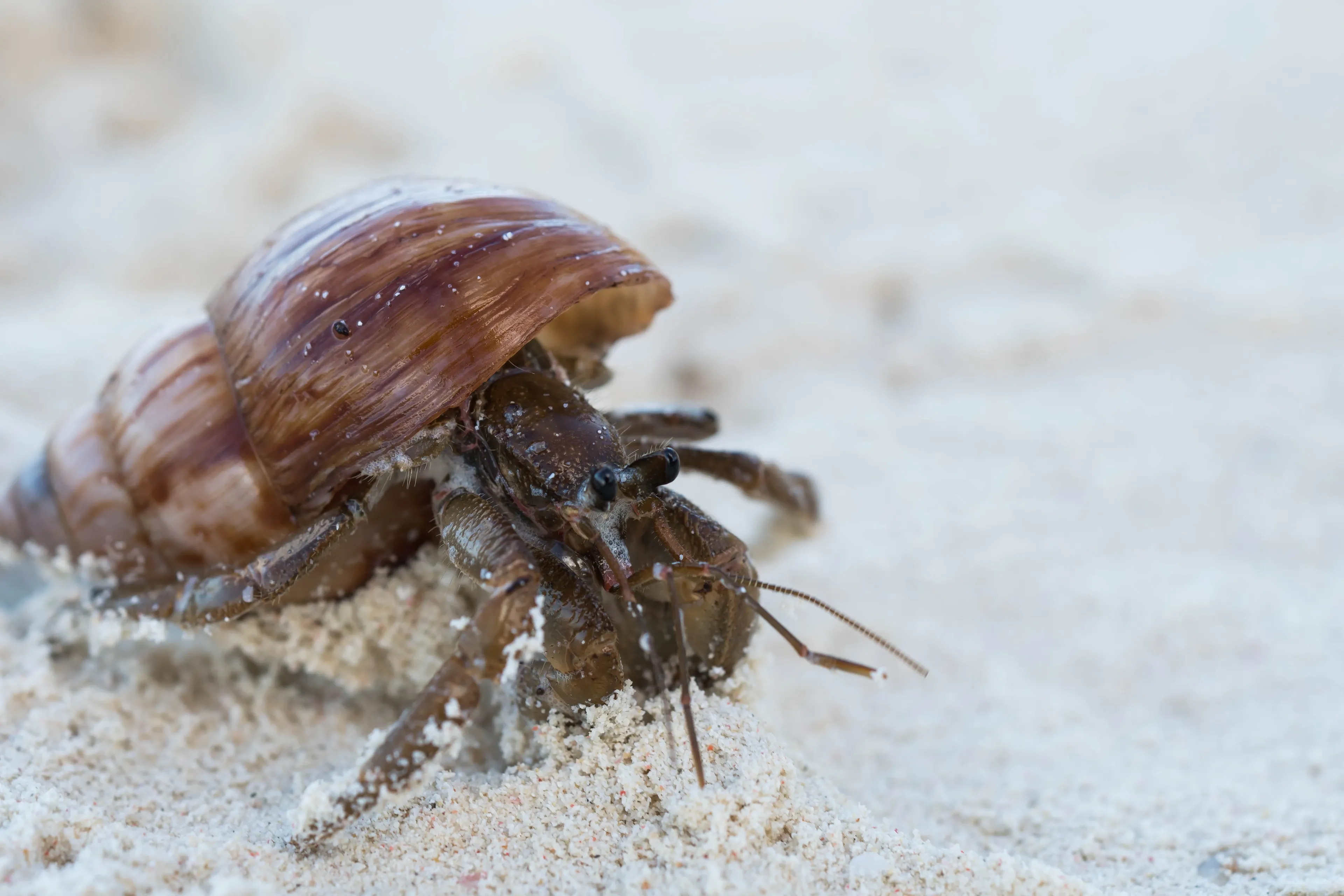 A common hermit crab crawls across pale, fine sand, carrying a glossy reddish-brown snail shell with darker stripes. Its dark brown legs, stalked eyes, and long thin antennae reach forward from the shell.