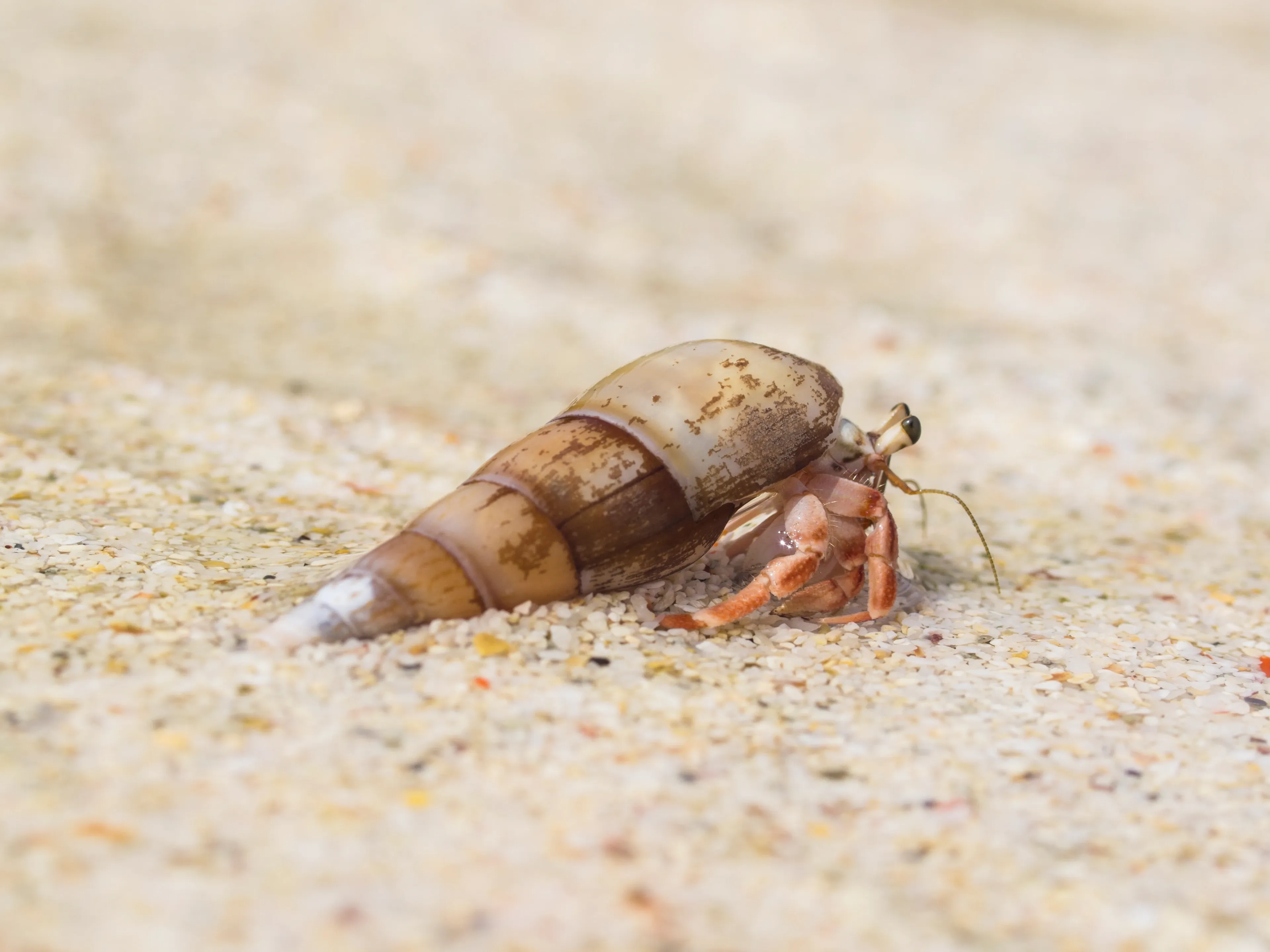 A common hermit crab peeks its orange legs and stalked eyes from a long, pointed brown shell. It sits on pale sand, with sunlight shining on the smooth shell.