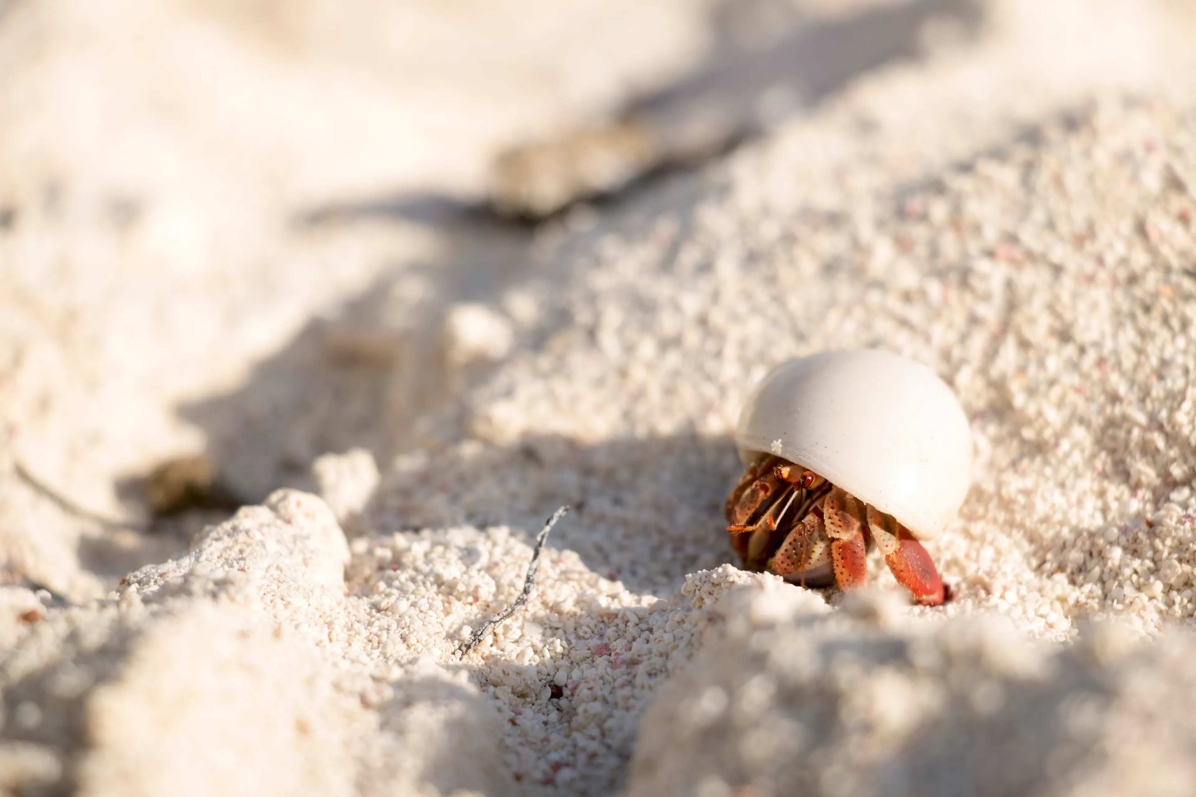 A small common hermit crab peeks from a smooth, round white shell as it crawls across a pale sandy beach. Its legs are bright orange and reddish-brown against the light sand.