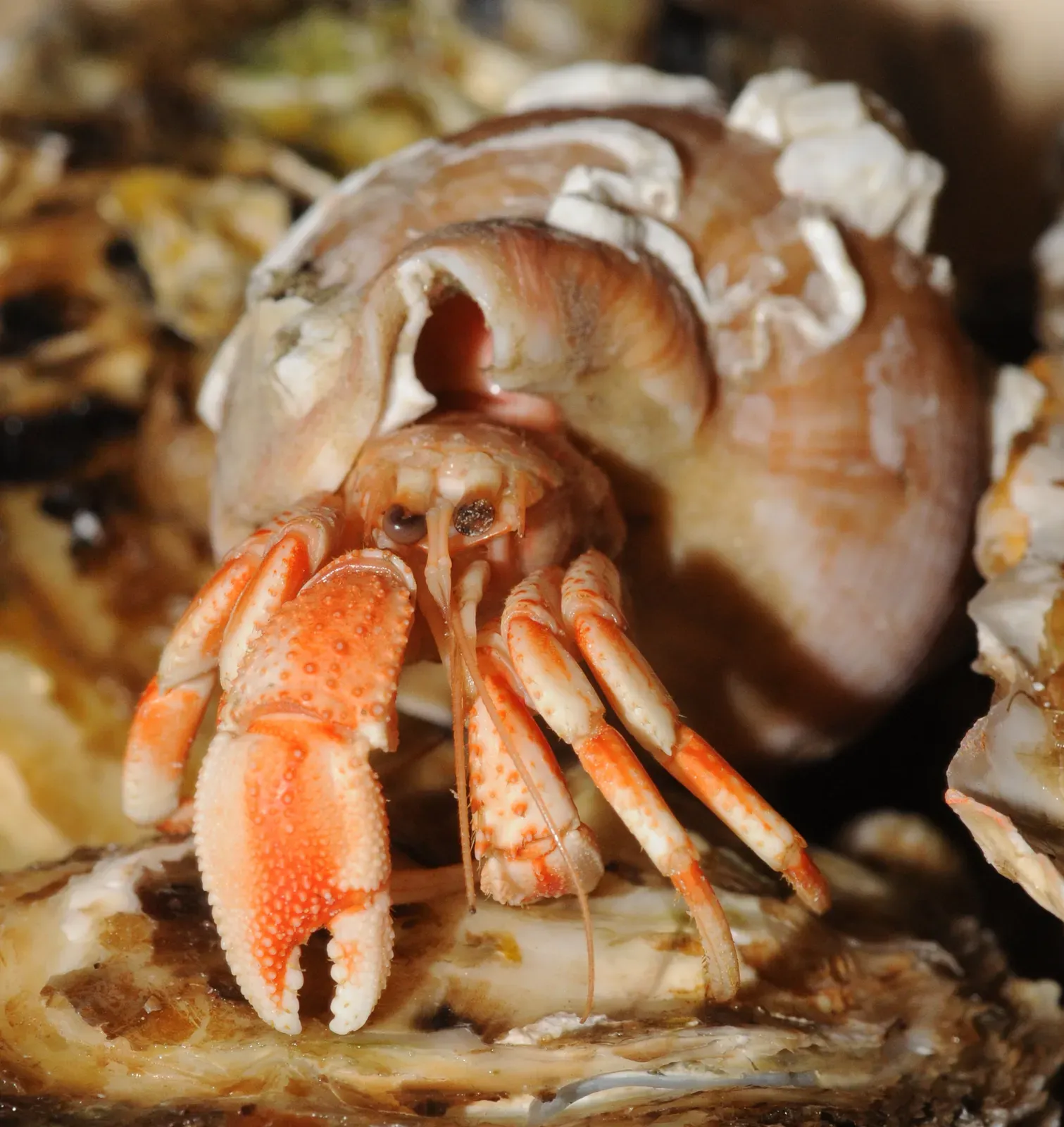 A common hermit crab peeking out of a borrowed spiral snail shell, showing its orange-and-white striped legs, claws and stalked eyes.