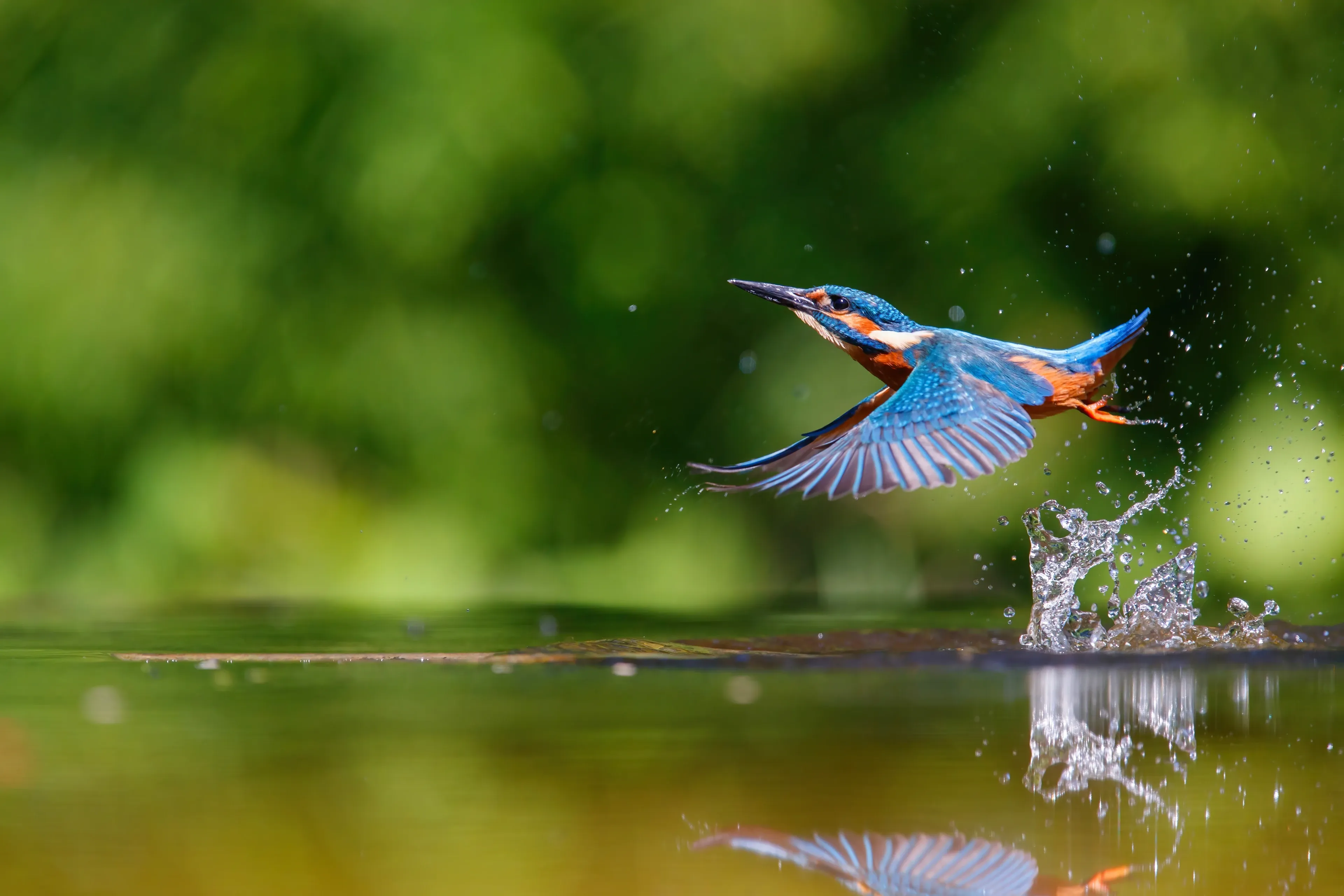 A common kingfisher bursts from the water, flying just above the surface with wings spread and a spray of droplets behind it. Its back and wings are brilliant blue, and its belly is warm orange.