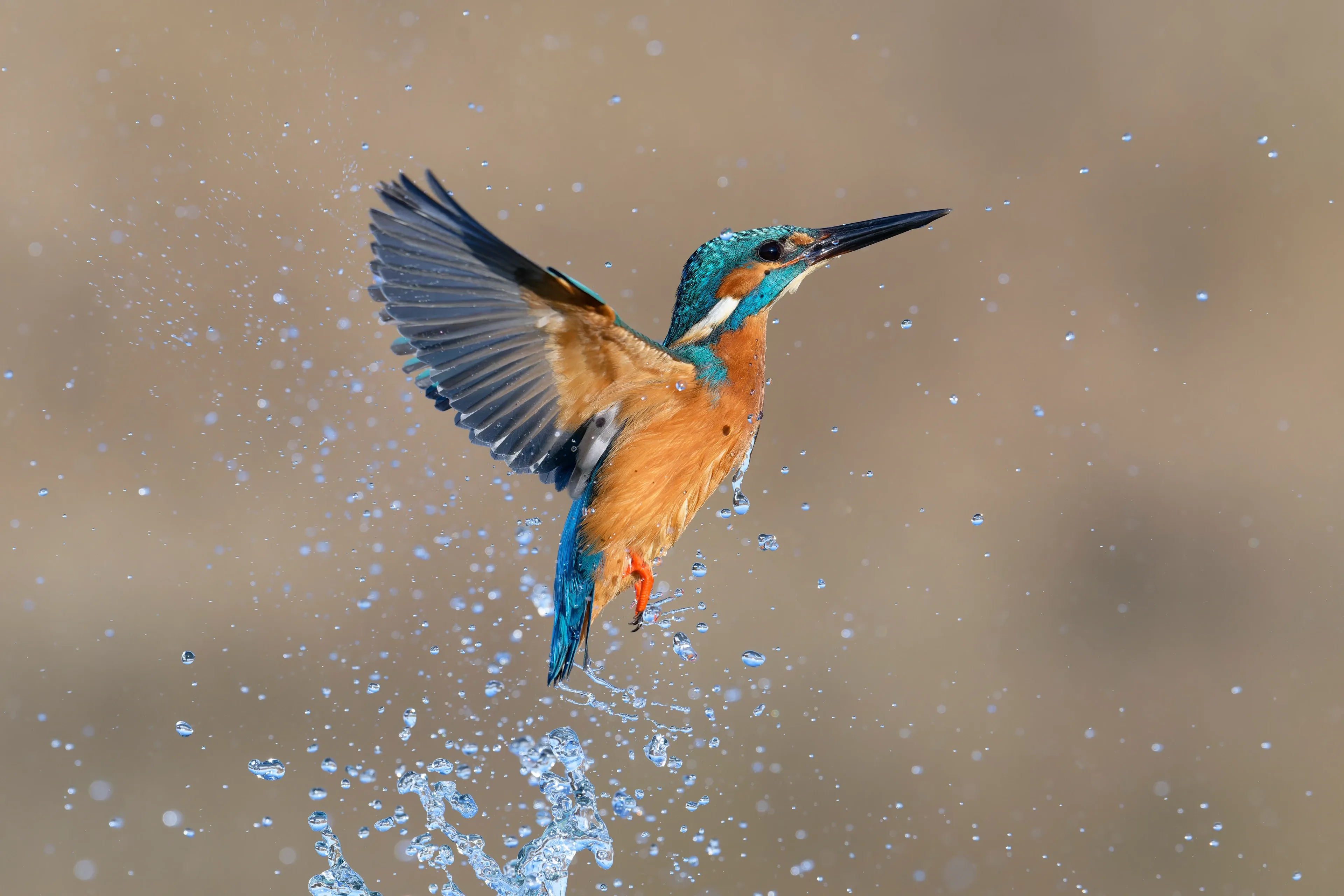 A common kingfisher bursts upward from the water, wings spread wide in a spray of droplets. Its back is shimmering turquoise-blue, its belly is warm orange, and its tiny orange feet tuck under a short blue tail.