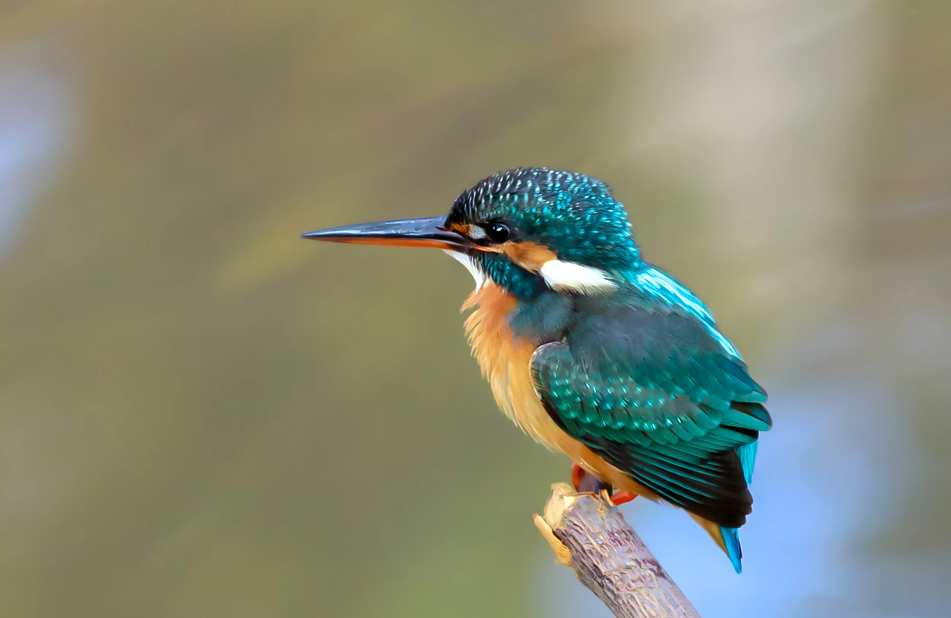 A common kingfisher perches on a weathered wooden branch, facing left in profile. Its head and back are shimmering teal-blue with tiny light-blue speckles, its chest is warm orange, and its long beak is dark on top and orange below.