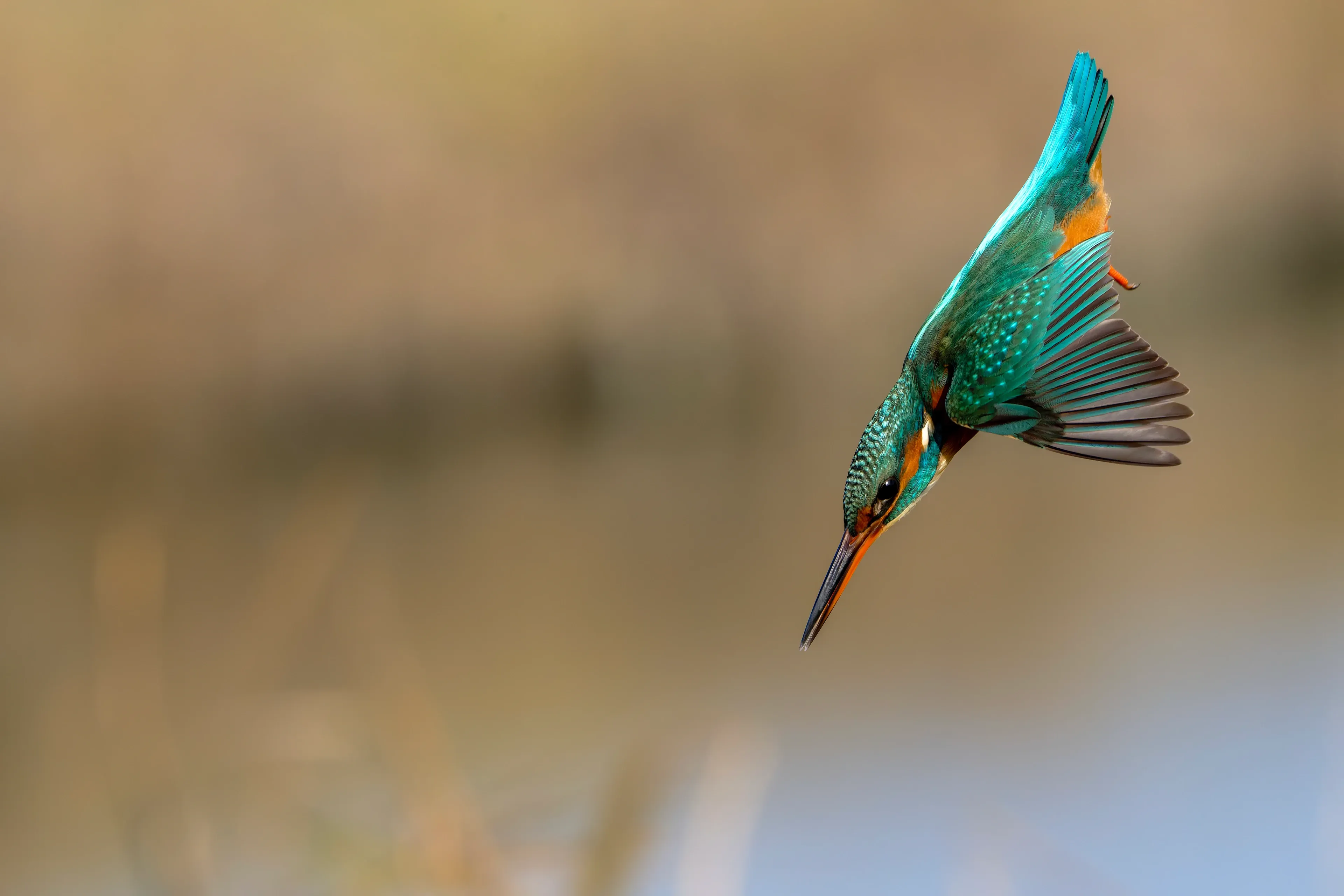 A common kingfisher dives steeply toward the water, head-first with its long dark beak pointing straight down. Its wings are swept back, showing iridescent turquoise-blue feathers and a bright orange belly.
