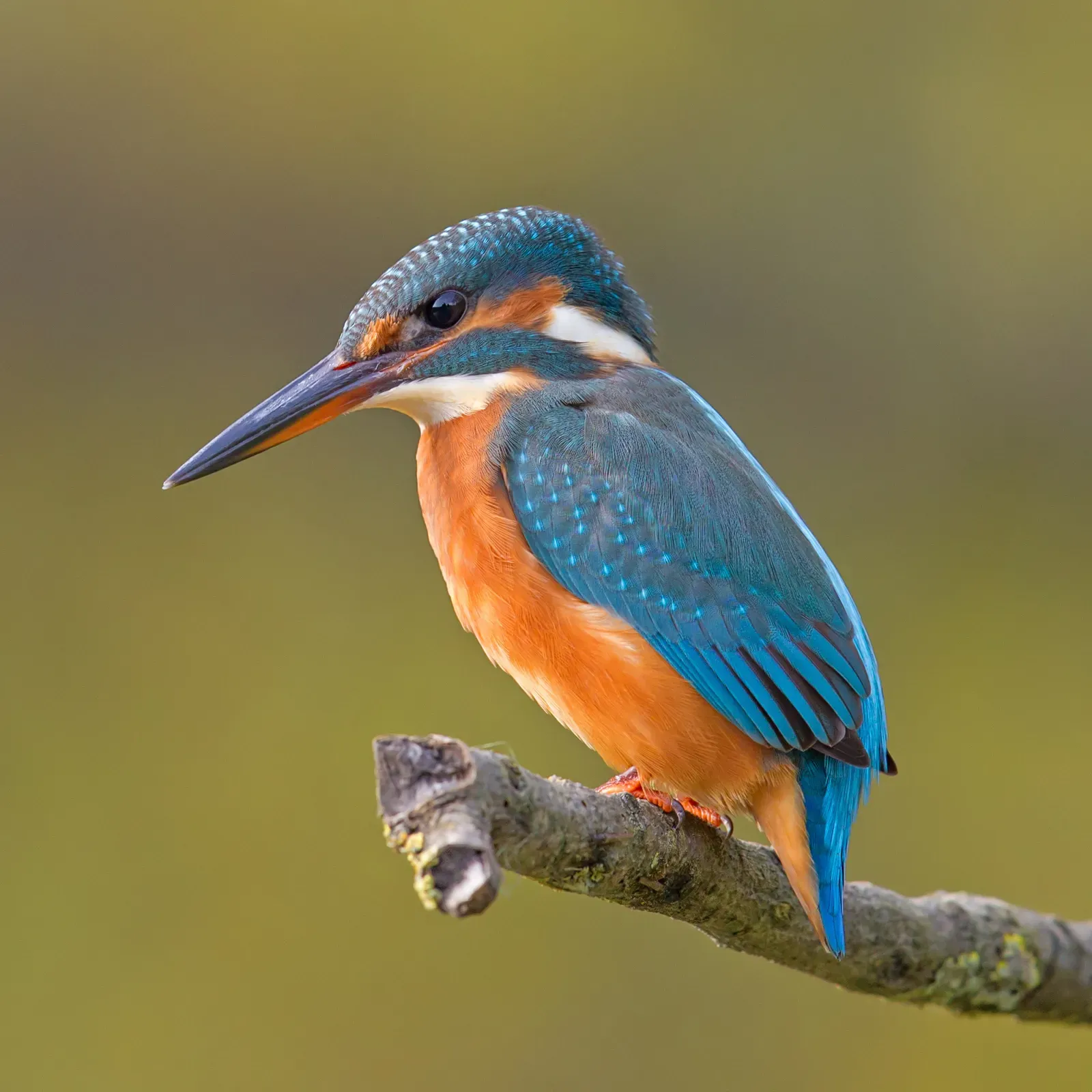 A common kingfisher perched on a branch, its brilliant blue back and orange breast lit against a soft green background.